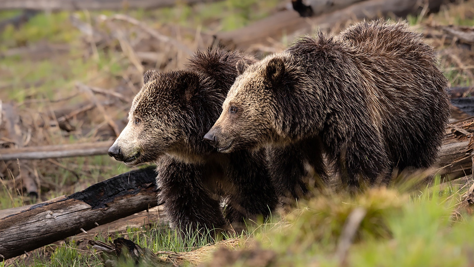 A mother grizzly bear and her three year old cub stand shoulder to shoulder, showing the similarities between their coloration. By 3 years old, most grizzly bears have been on their own for a year already, though this mother tends to keep her cubs an extra year, which accounts for the similarity of size between the two. Only about a week later the two had separated and gone their separate ways.