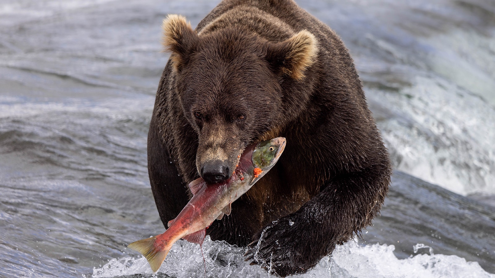 A brown bear in Katmai National Park walking through the Brooks River with a sockeye salmon after a successful catch. This bear had been fishing unsuccessfully for quite a while before he finally caught a fish and proudly carried it to shore to eat before returning to his fishing spot.