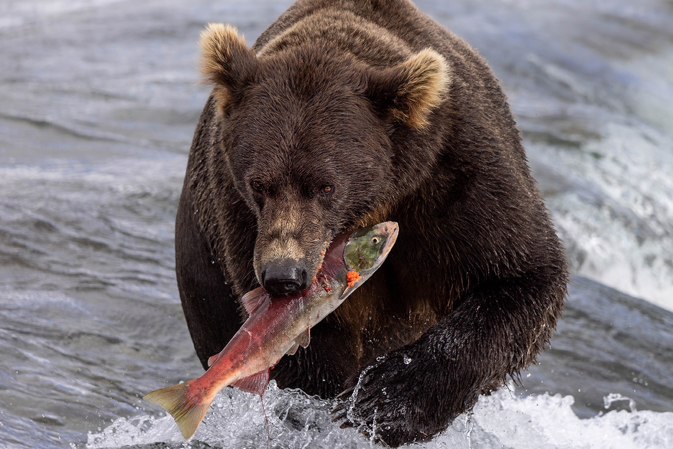 A brown bear in Katmai National Park walking through the Brooks River with a sockeye salmon after a successful catch. This bear had been fishing unsuccessfully for quite a while before he finally caught a fish and proudly carried it to shore to eat before returning to his fishing spot.