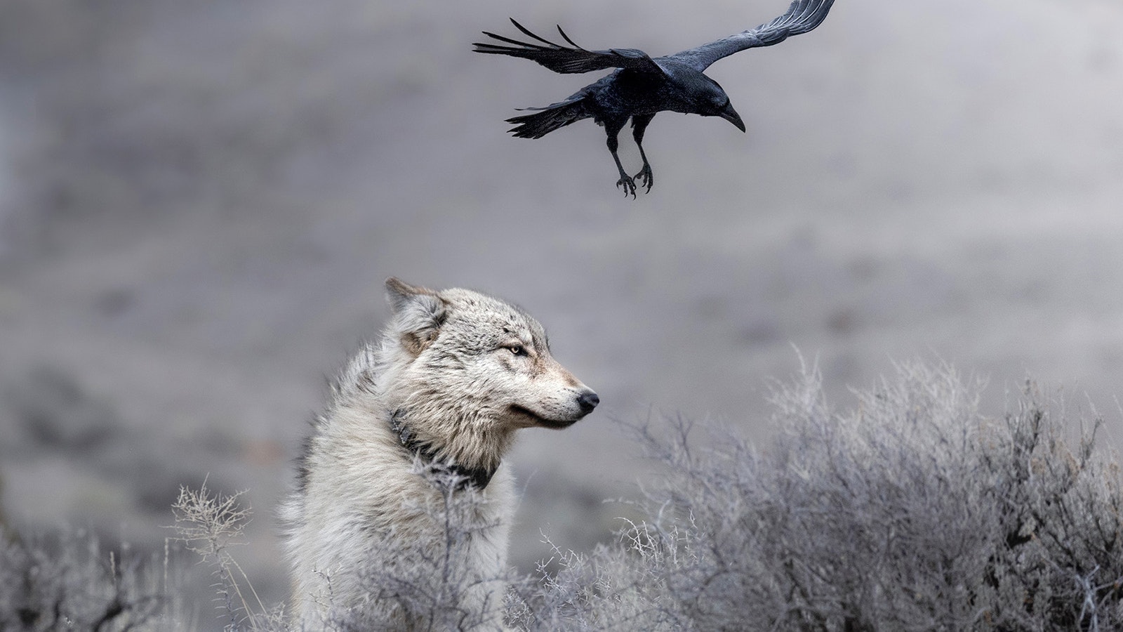 A raven flies over a grey wolf's head to swoop onto the deer the wolf pack had killed for an easy meal. The timing luckily worked out perfectly for Cook to be able to capture this photo, showing the intricate relationship wolves and ravens share; ravens will follow wolves knowing they can scavenge any kill a pack makes, and wolves will use circling ravens as a way to locate any carcasses.