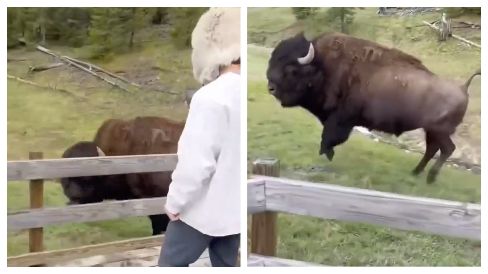 Video of a hopping bison getting crowded by tourists at Yellowstone National Park has been viewed nearly 10 million times since Friday. What many people don’t realize is the bison wasn’t being playful, it was read to mangle them, a biologist says.