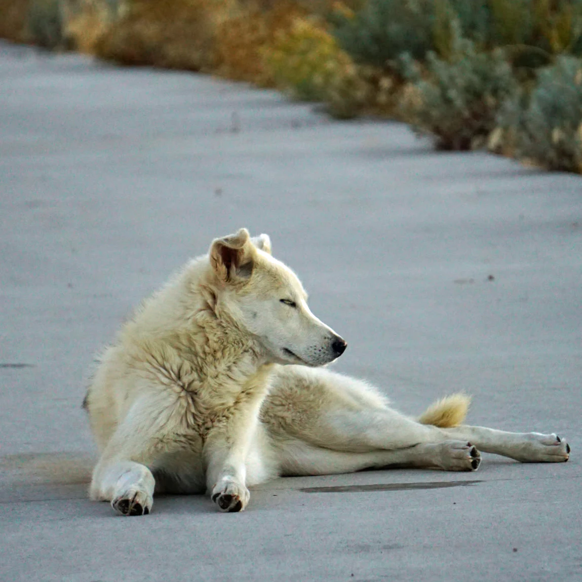 Diya, a stray dog, sits at the Split Rock Rest Area near Jeffrey City, where she spent over a month outsmarting rescue traps before being walked 90 miles to safety.