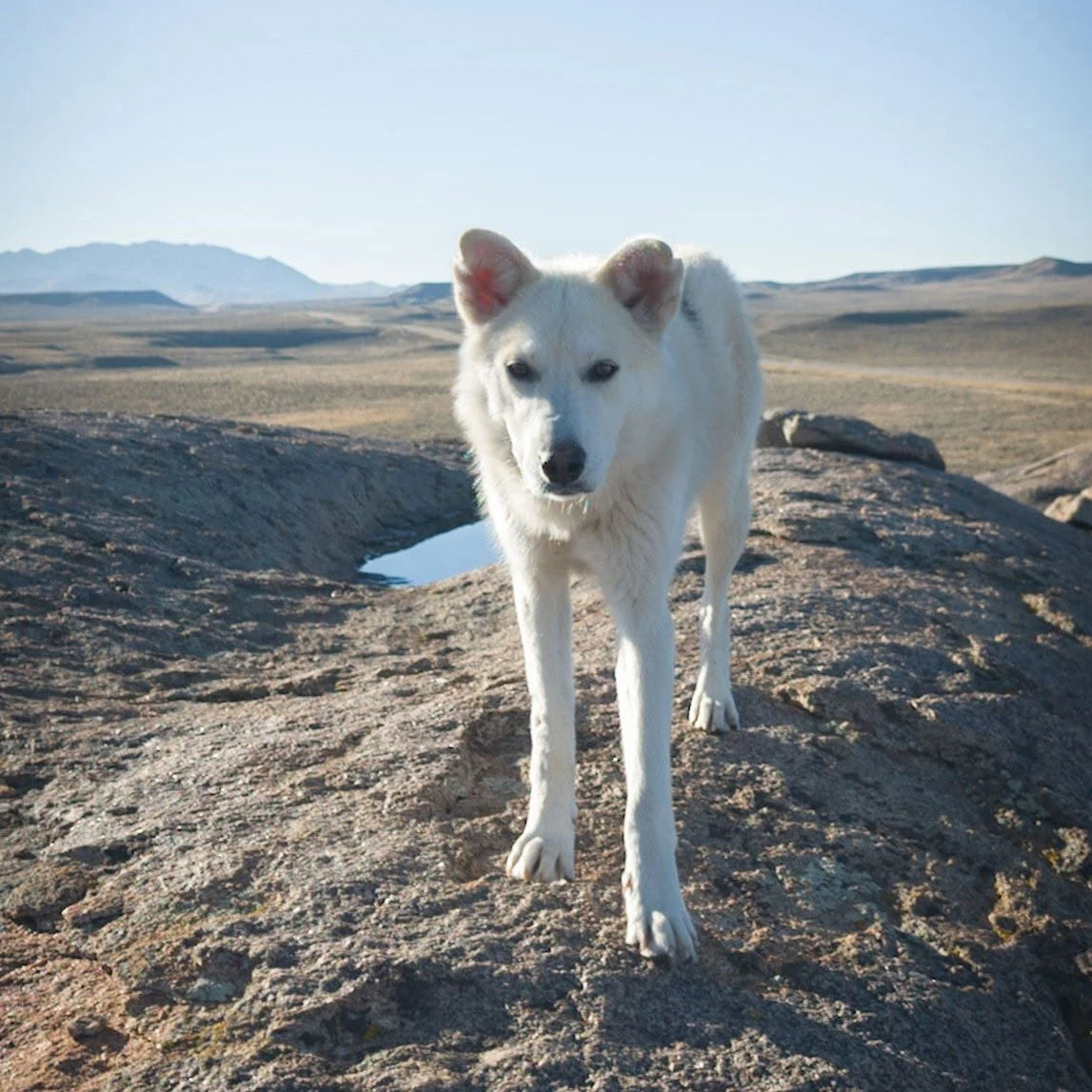 Diya, now renamed Juniper, on her four-day, 90-mile trek to safety in a photo shared to Facebook on Oct. 22 by her rescuer.