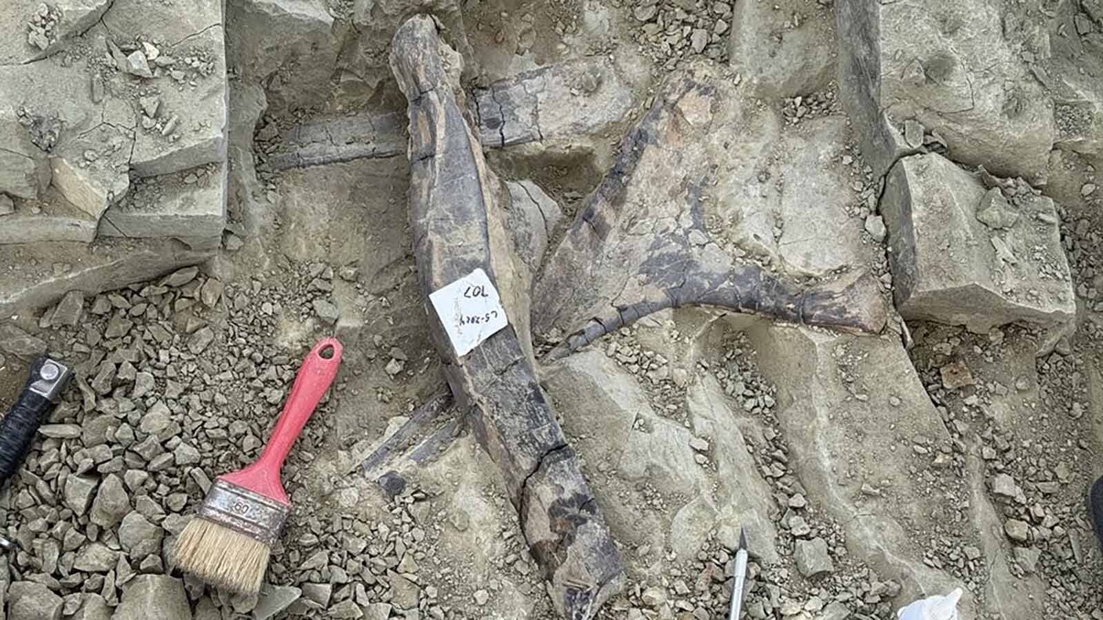 A smorgasbord of sauropod ribs exposed at the Lower Sauropod Quarry at the Jurassic Mile. Fossil discoveries, big and small, at the Jurassic Mile are made by paleontologists and first-time dinosaur diggers visiting as part of the Family Dino Digs hosted at the site during the summer.