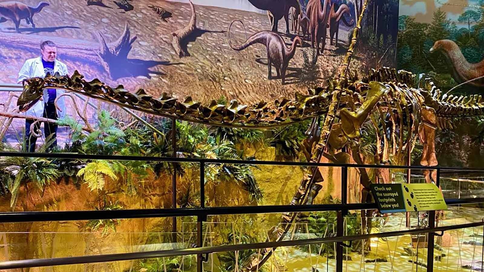 One of the sauropods excavated at the Jurassic Mile on display in the "Dinosphere" at the Children's Museum of Indianapolis.