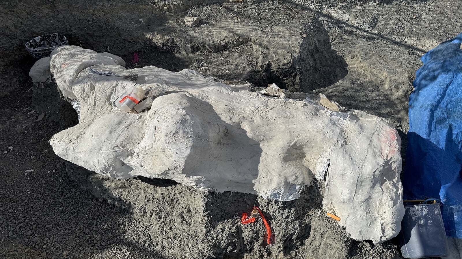 The 11-foot-long jacket containing the articulated business end of a 150-million-year-old Camarasaurus skeleton found near Alcova Reservoir.