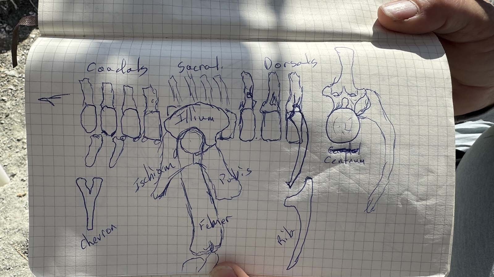 A drawing of "Woody's Dinosaur" by Melissa Connelly, a mitigating paleontologist and owner of Stratigraphic rex, LLC, and one of the lead paleontologists during the August excavation near Alcova Reservoir. The partial skeleton includes the hips, backbones, partial tail, and at least one femur of a large long-necked dinosaur from the Late Jurassic Period.