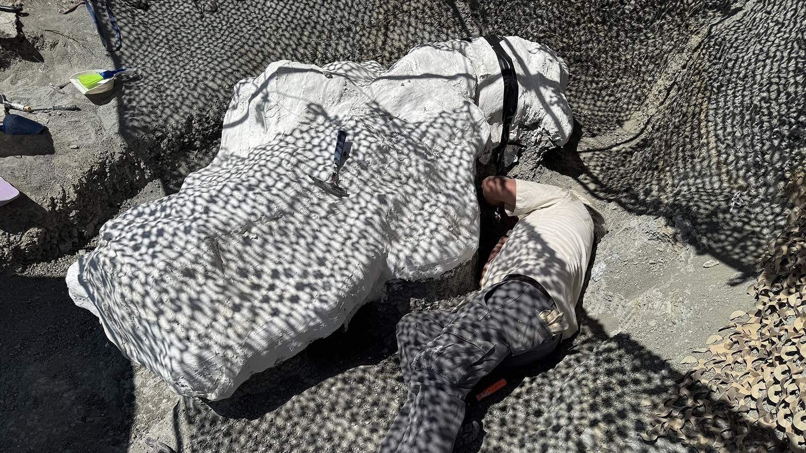 J.P. Cavigelli, collections specialist at the Tate Geological Museum, completes a tunnel underneath the 11-foot-long jacket on a hilltop near Alcova Reservoir. This massive jacket would've been too heavy to lift, so it was cut into three "manageable" parts weighing between 200 and 700 pounds apiece.