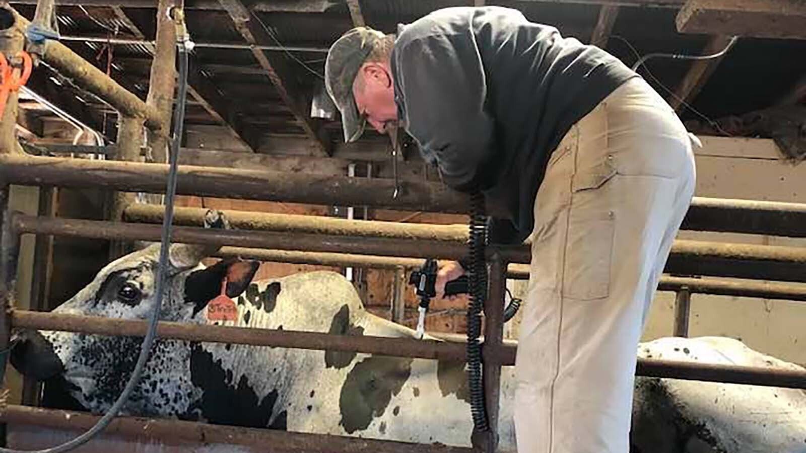 Justin Beasley began working on bulls with his VOM tool, not expecting the amazing results or how tame a treatment would make the bulls to him.
