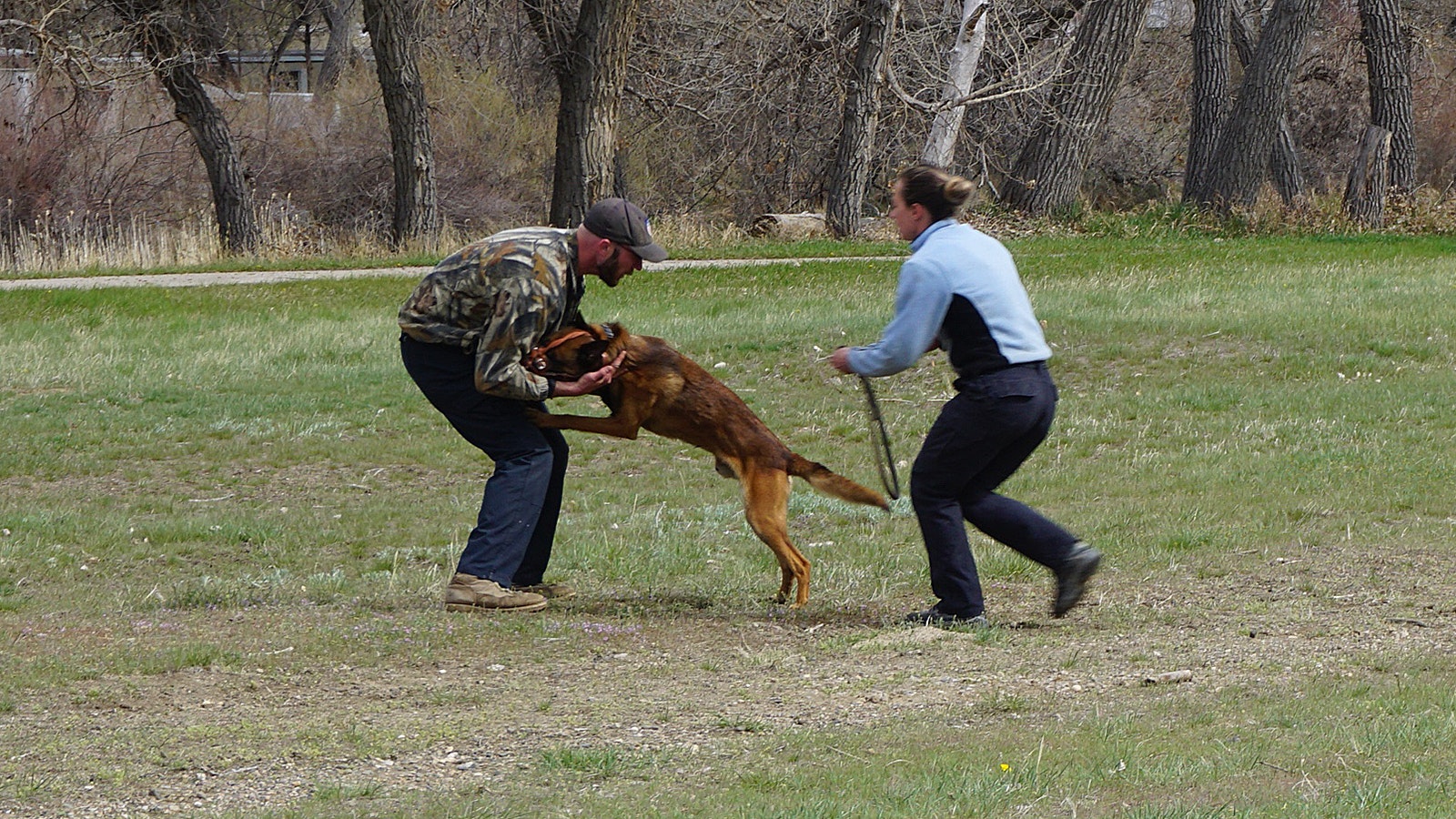 K-9 officer in training Barry catches up with a "bad guy," going for a sensitive area.