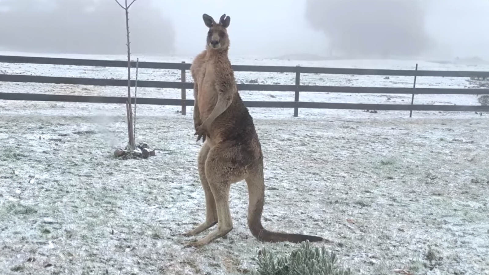 There seems to be some confusion over whether it’s legal to won a kangaroo in Wyoming. It is — but you’ll need a special permit, and as mostly outside pets, kangaroos probably couldn’t handle the Wyoming cold. Here, a kangaroo shivers in a rare dusting of snow in Australian winter.
