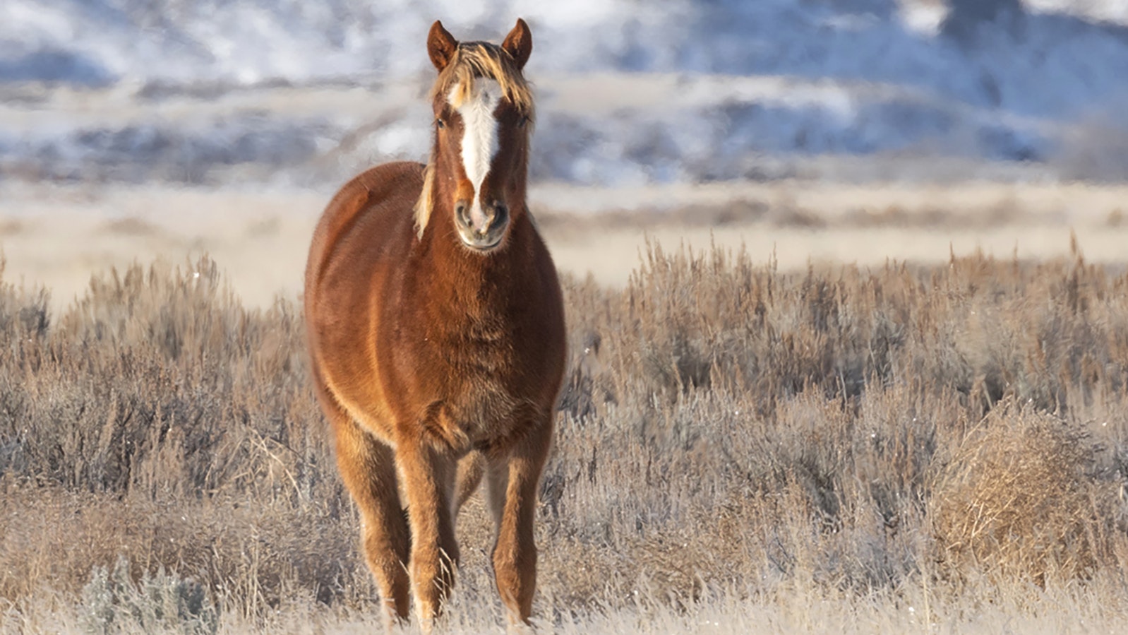 A young McCollough Peaks mustang that admirers called “Kat Ballou” recently died of head injuries she accidently suffered in a holding corral.