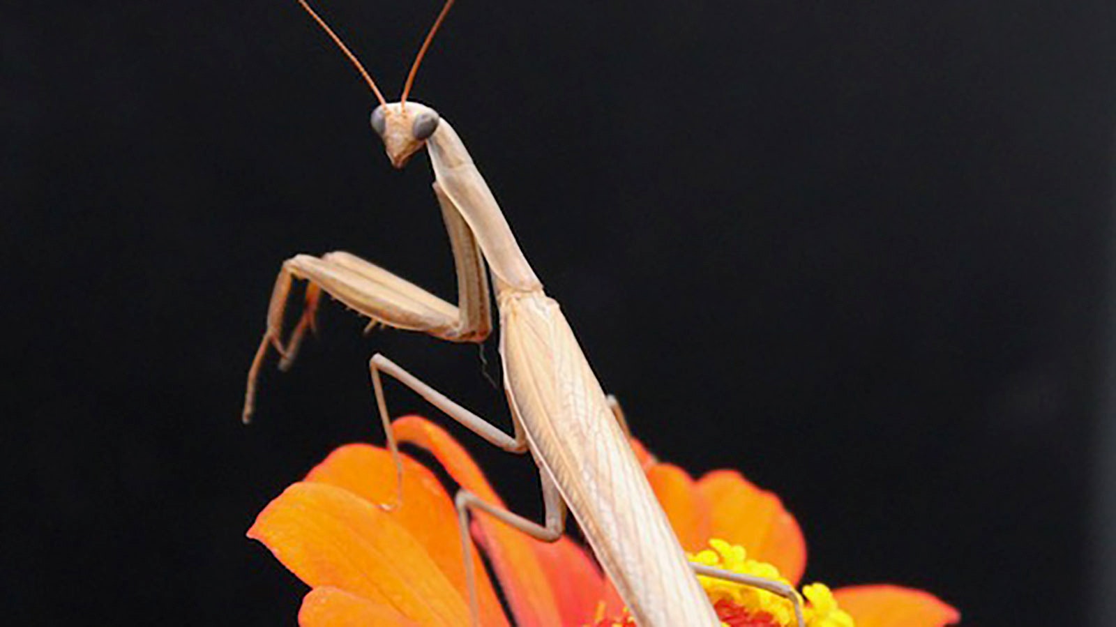 Although the Chinese mantis is non-native to the US, it has not been classified as invasive. It has been living as a naturalized insect for well over a century.