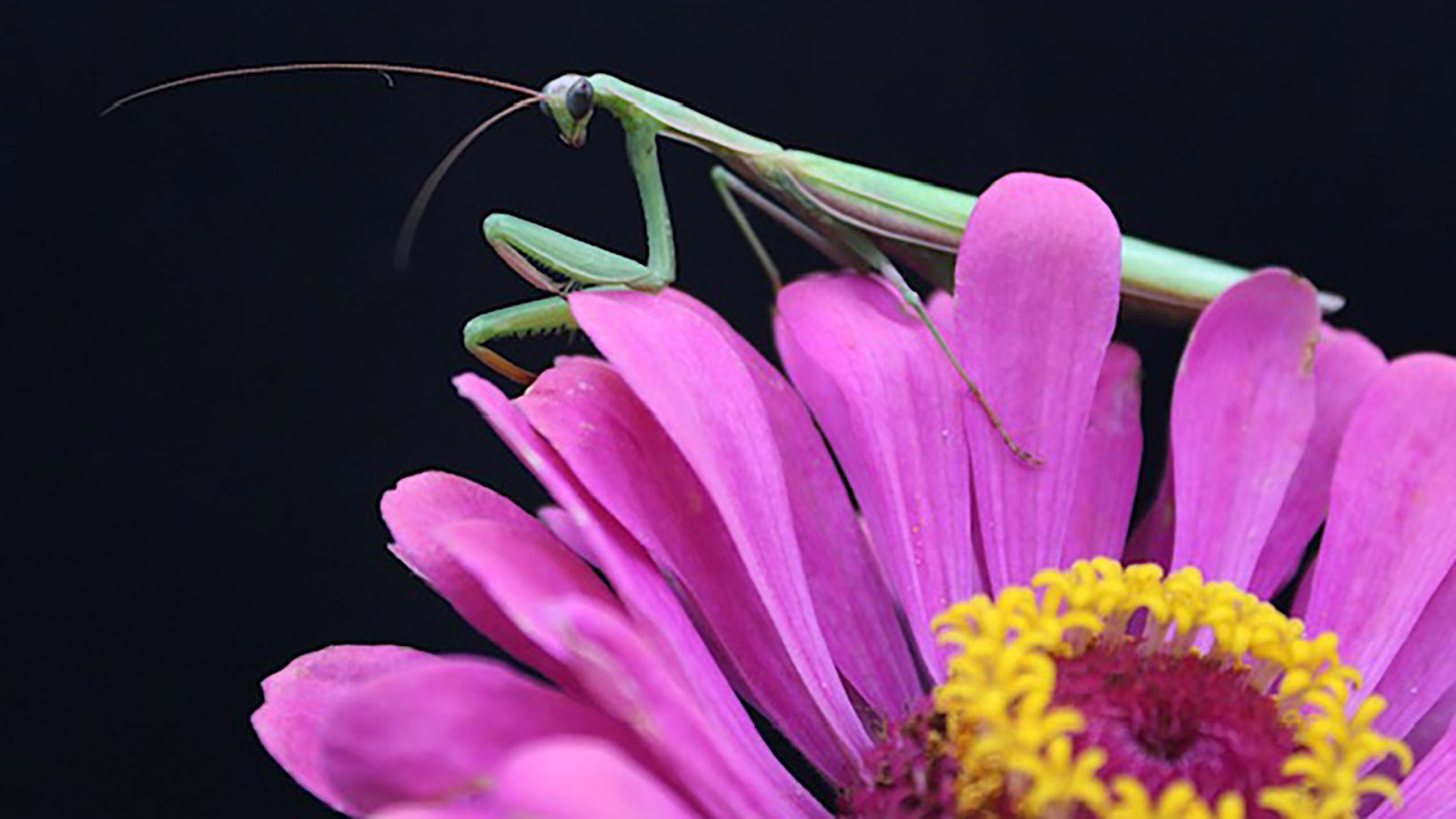 The European Praying Mantis can be identified by its green shade and the white mark on its forearm.