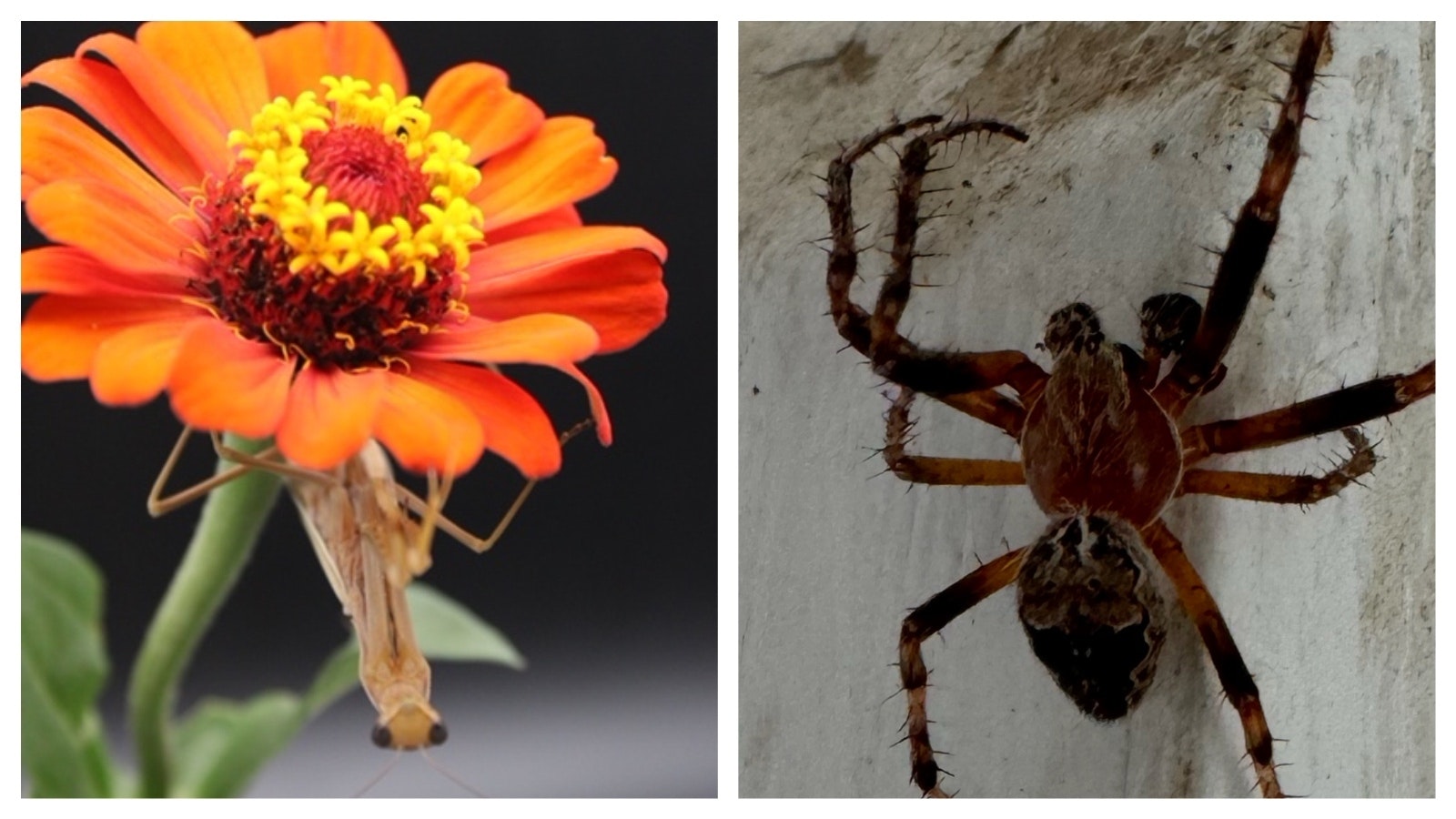 Left: Peeking from beneath this cut flower, the female Chinese Praying Mantis is fond of eating grasshoppers and has been doing her part in the recent grasshopper invasion. Right: An unidentified member of the orb weaver spider family.