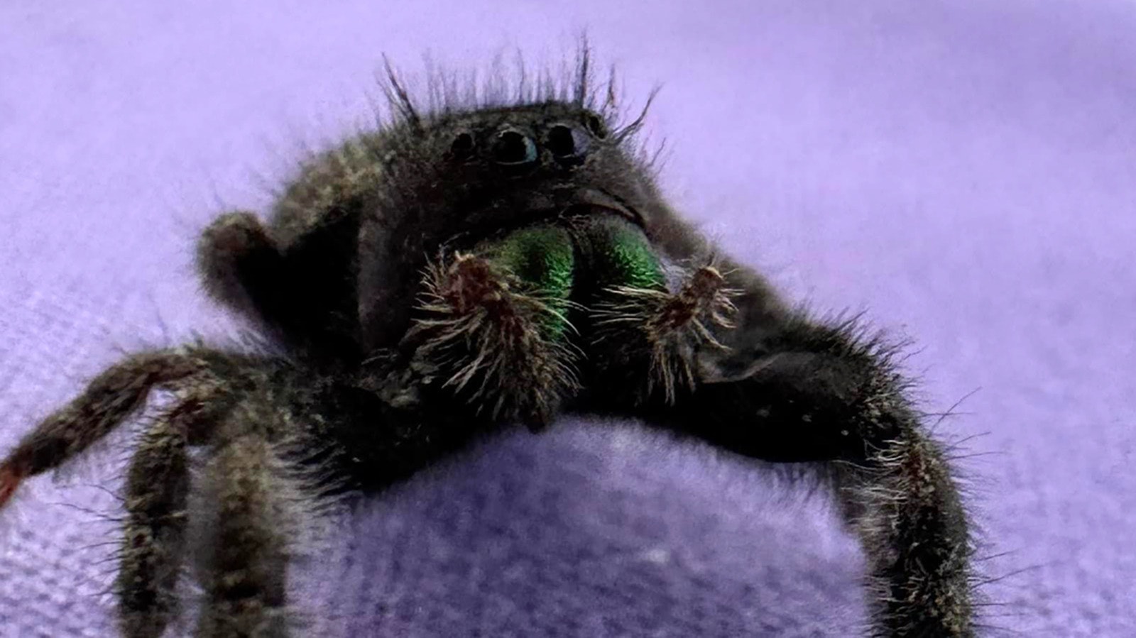 Kathy Sorensen caught this cat face spider, a common orb weaver species.