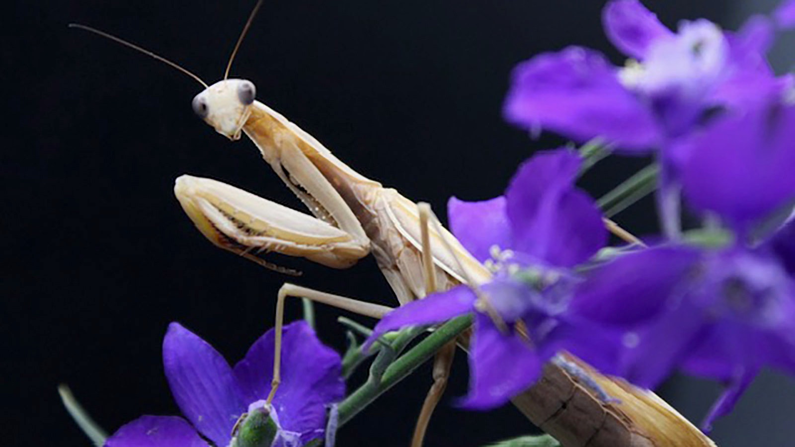 This Chinese Mantis is too heavy to fly and has a lifespan of up to 18 months.