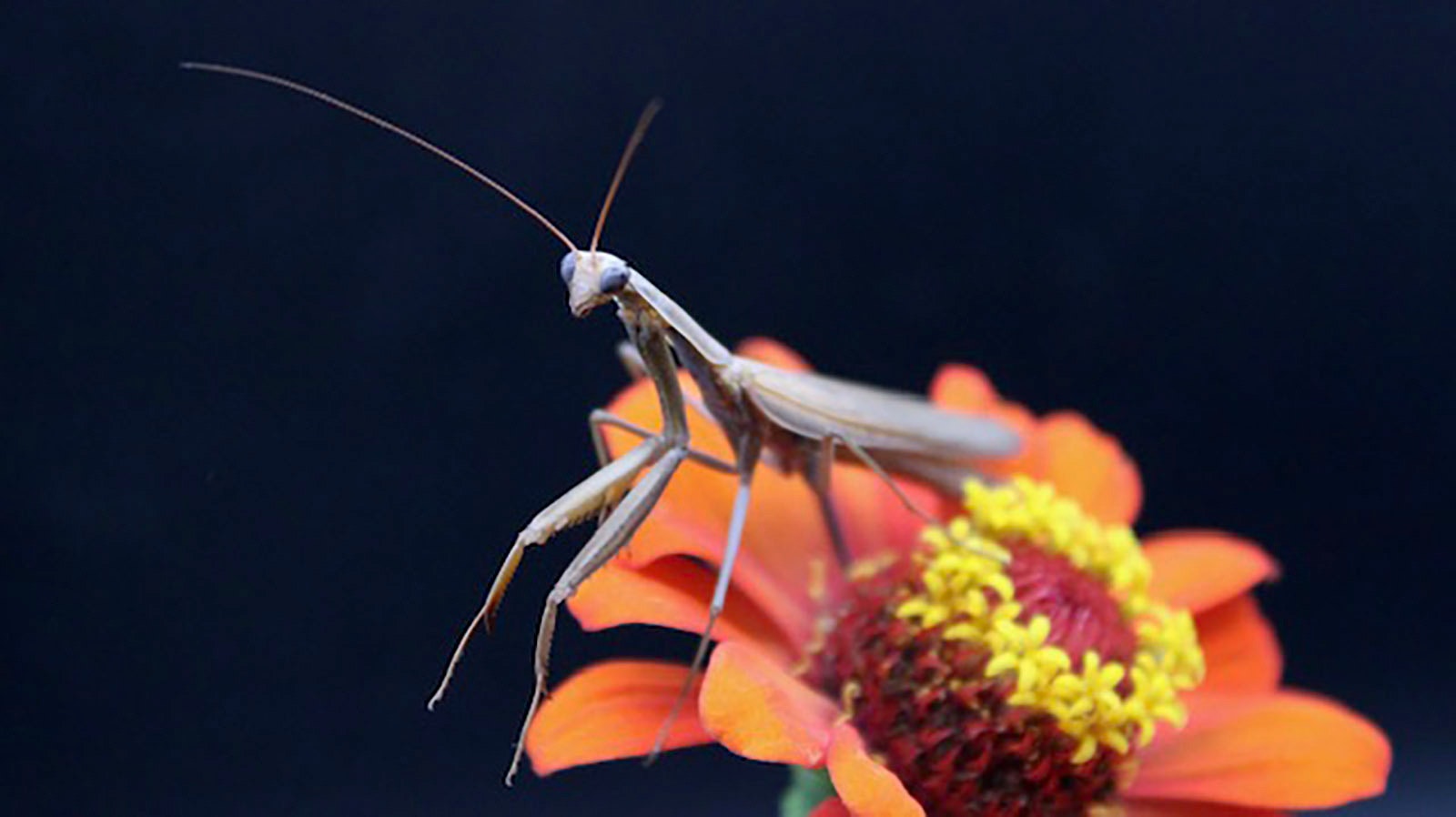 The female praying mantis can be vicious to the smaller males and have been known to rip off the male’s head after mating.