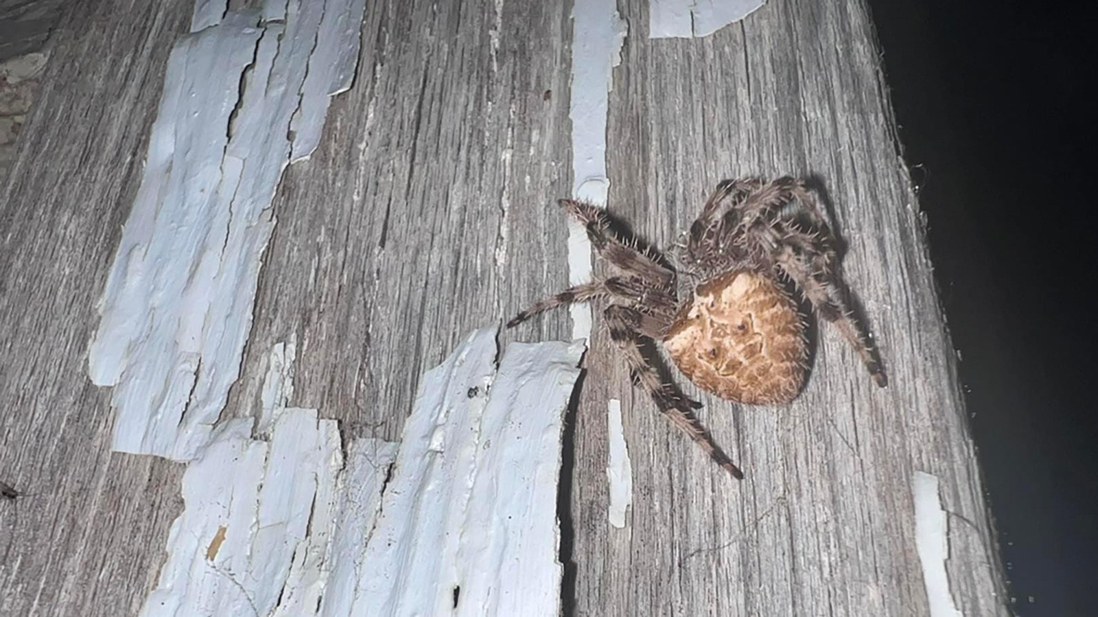 Although they can bite, the jumping spider bite is not poisonous, so they are not considered dangerous. Kathy Sorensen still stresses that you should take care in handling anything that can bite, sting or otherwise hurt you.