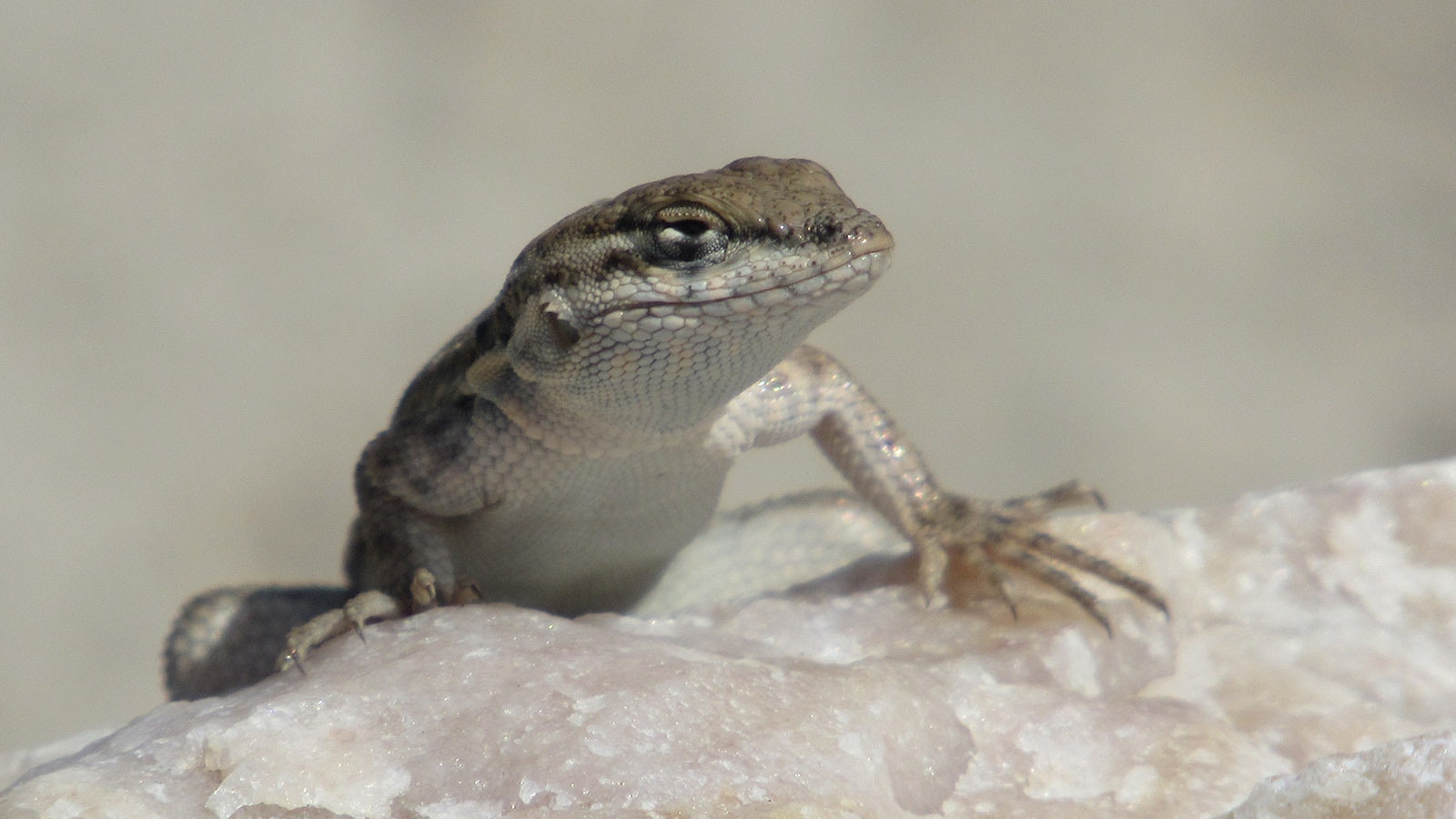 A passing lizard becomes the perfect candidate for Kathy Sorensen’s camera.