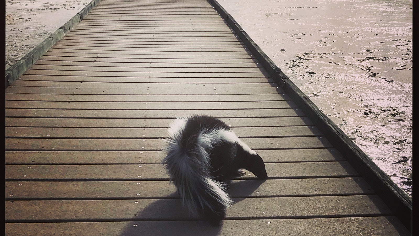 Kathy Sorensen adores skunks and has had several as pets over the years. This one is posing on the boardwalk at the Hot Springs State Park terraces in Thermopolis.