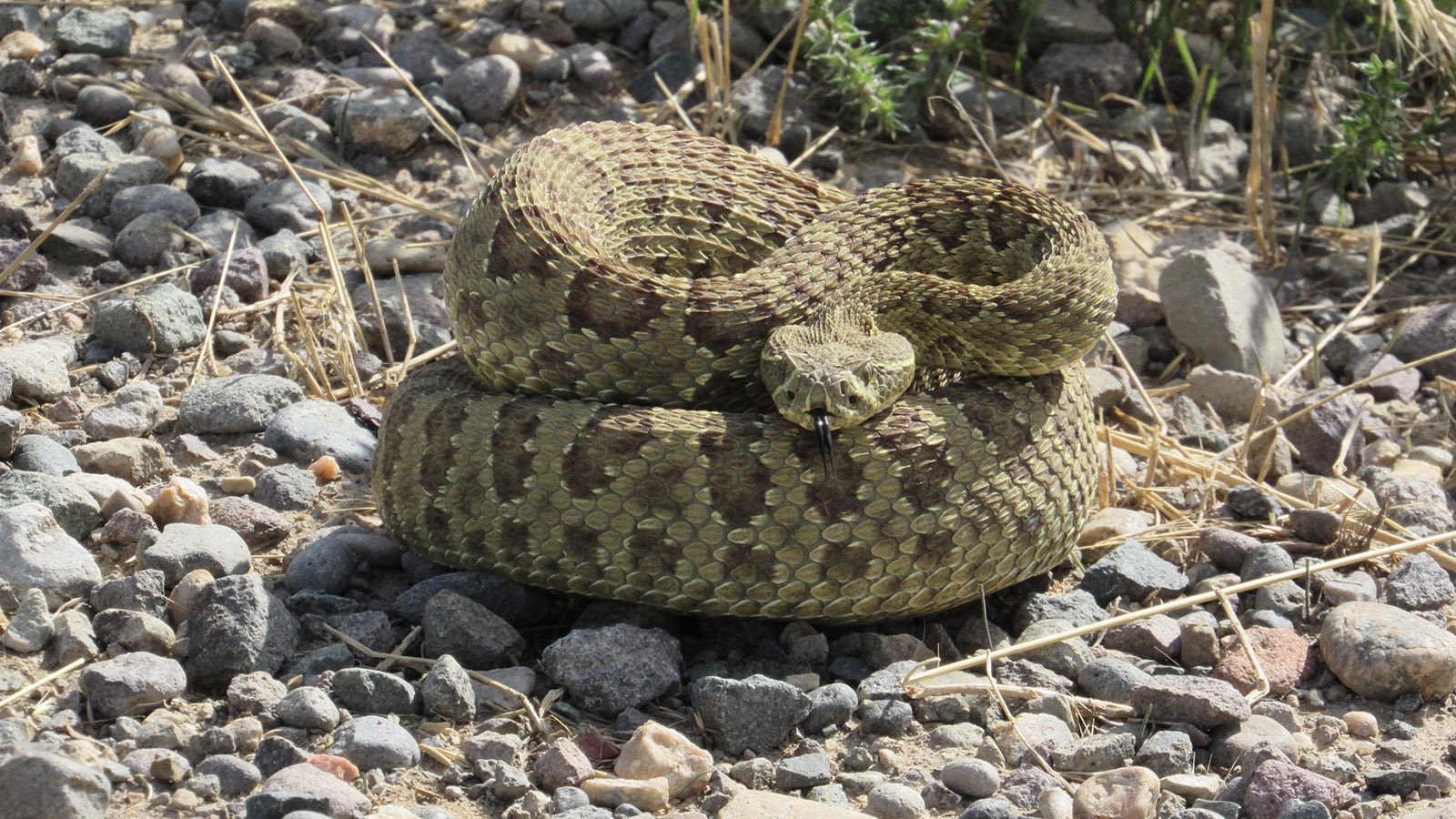 When Kathy Sorensen was on a road trip with her mom, she spotted this rattlesnake and jumped out with her camera. Her mom thought she was crazy when Sorenson was excited to see if she could get it in a strike pose.