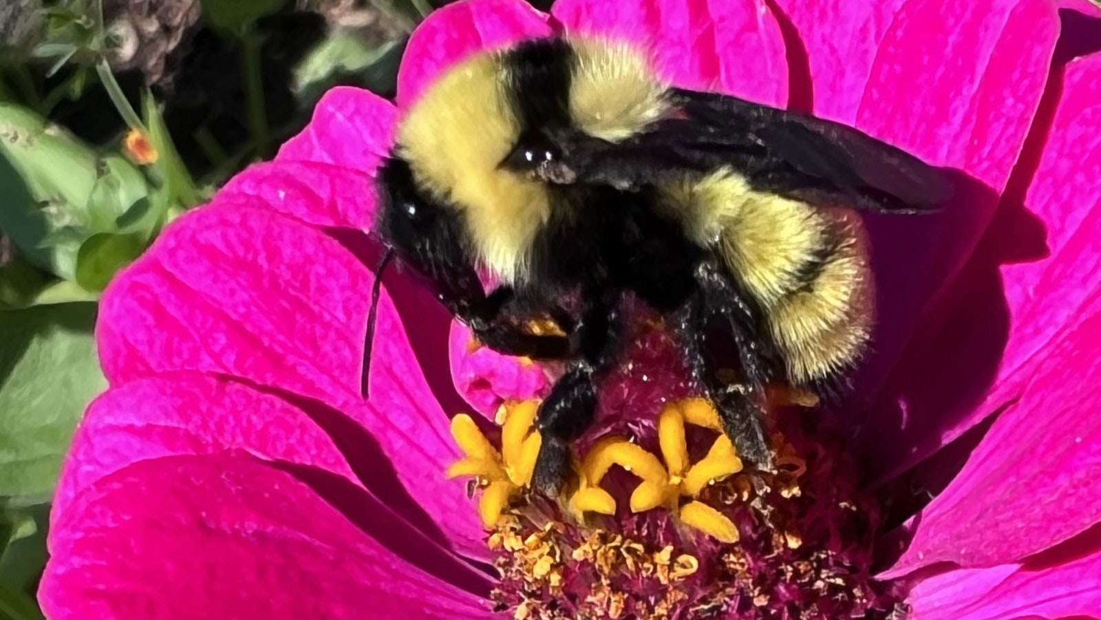 A candid close-up of a Wyoming bumble bee.