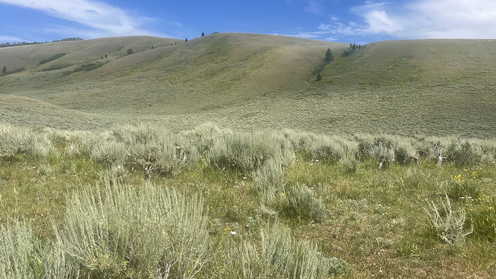 The Kelly parcel is 640 pristine acres of public land next to Grand Teton National Park.