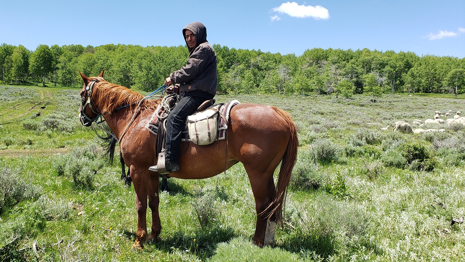 Sheepherders spend a lot of time on horseback following along behind the sheep that follow green forage all year long.