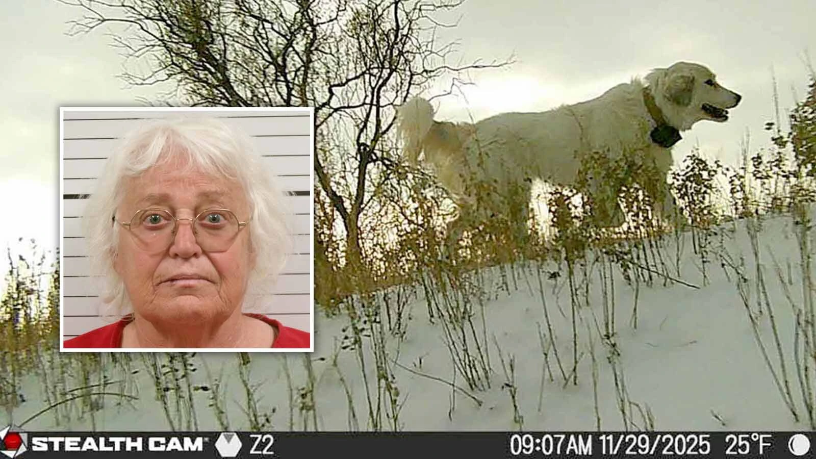 A surveillance camera on Chris Eberline’s ranch near Kinnear captures a Great Pyrenees that she says is among the dogs owned by Kerri Johnson, above, repeatedly roaming neighboring properties.