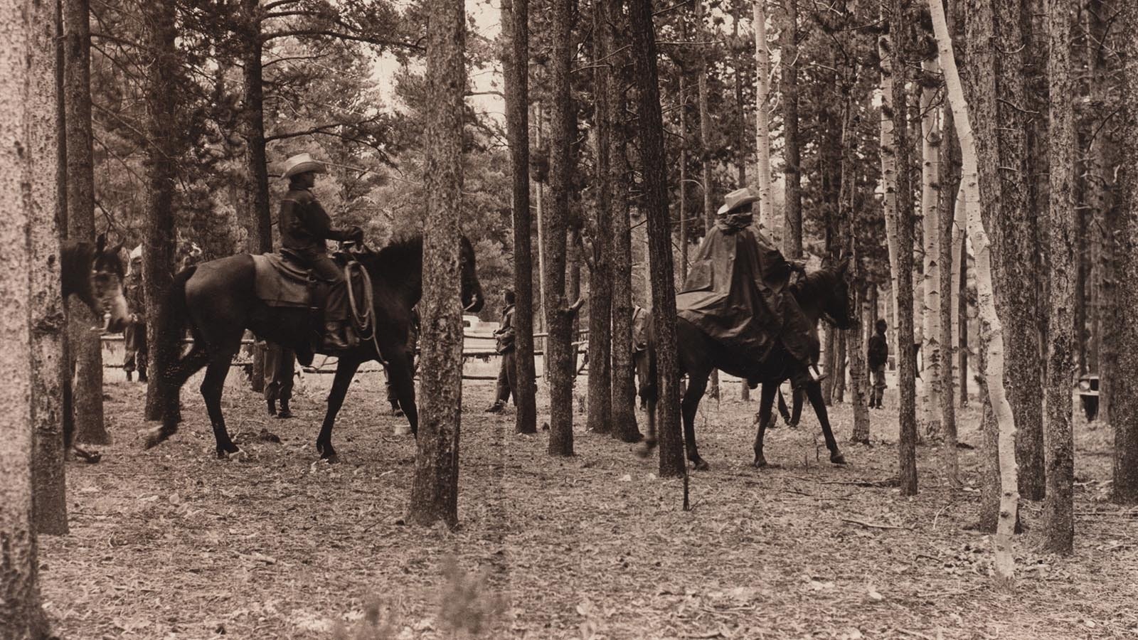 Horseback searchers go through a stand of pines during the search efforts for Kevin Dye.