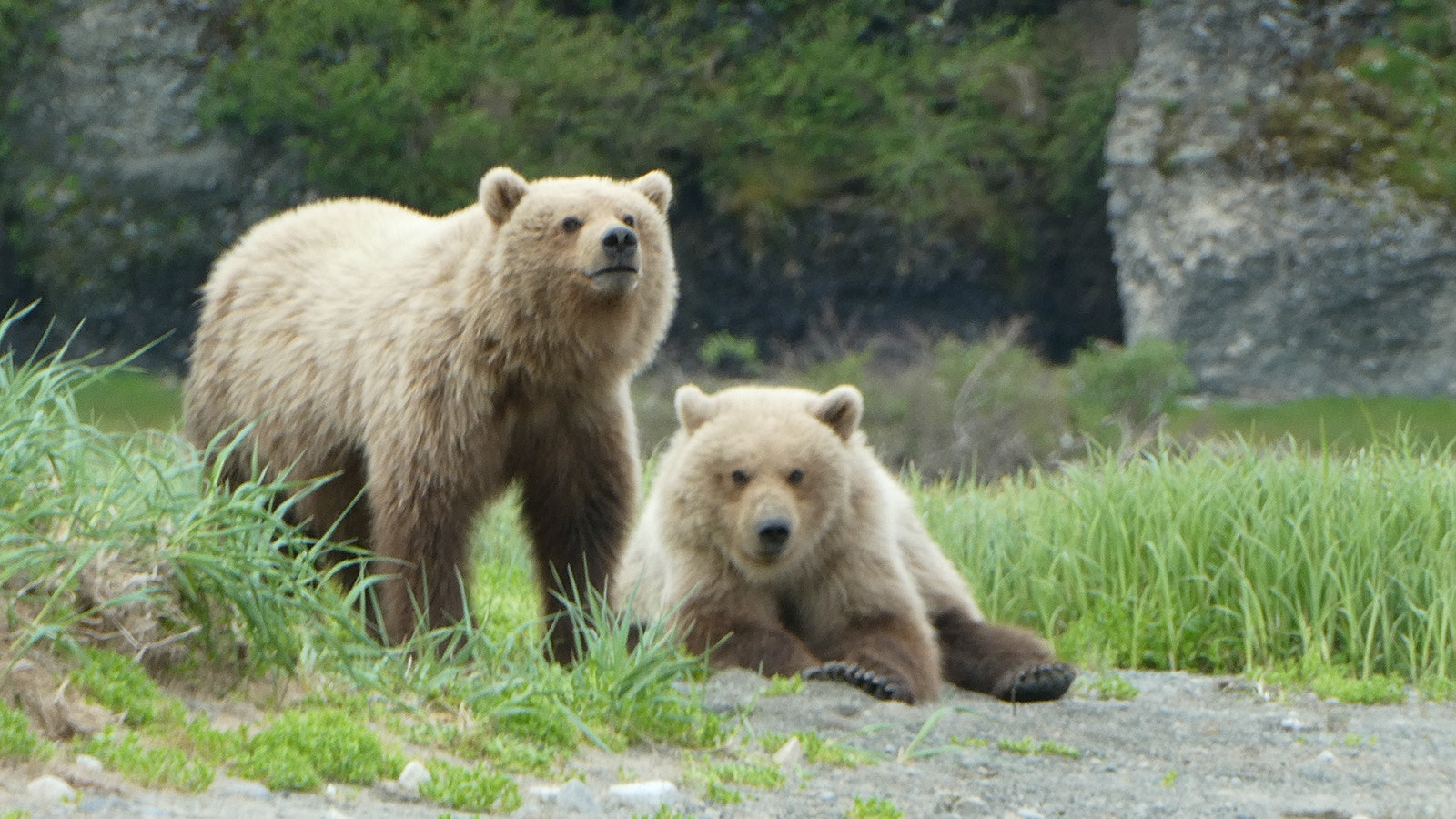 Huge brown bear cubs at the McNeil River State Game Sanctuary in Alaksa.