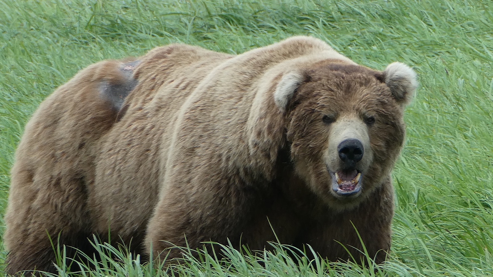 A gigantic bear called Chops is the biggest and most dominant bear at McNeil River State Game Sanctuary in Alaska.