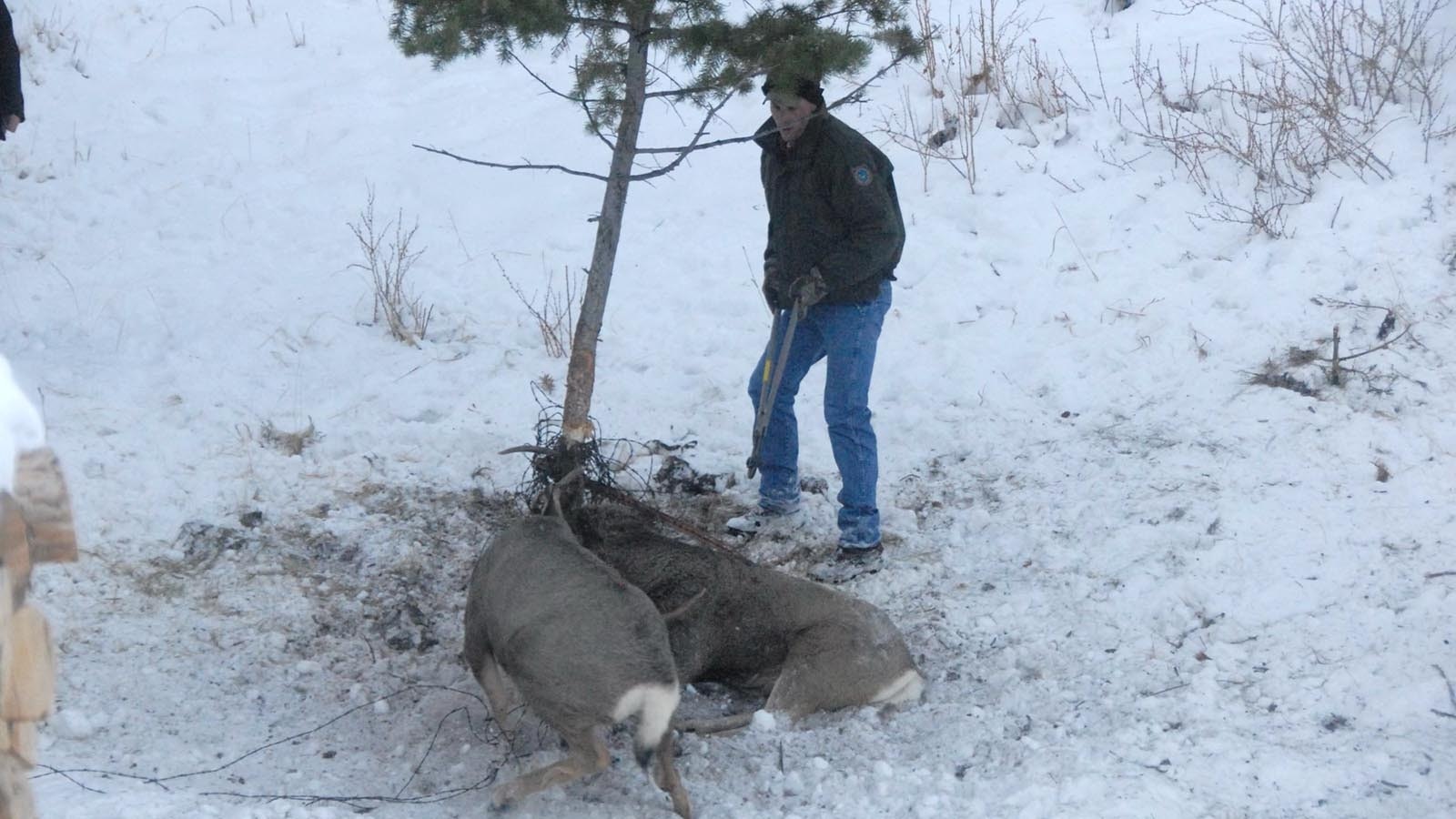 A pair of mule deer bucks got entangled in barbed wire from old fencing on Margie Johnson’s property in 2012. The bucks’ suffering inspired her to push for the removal of barbed wire from her neighborhood, the task was finally done Monday.