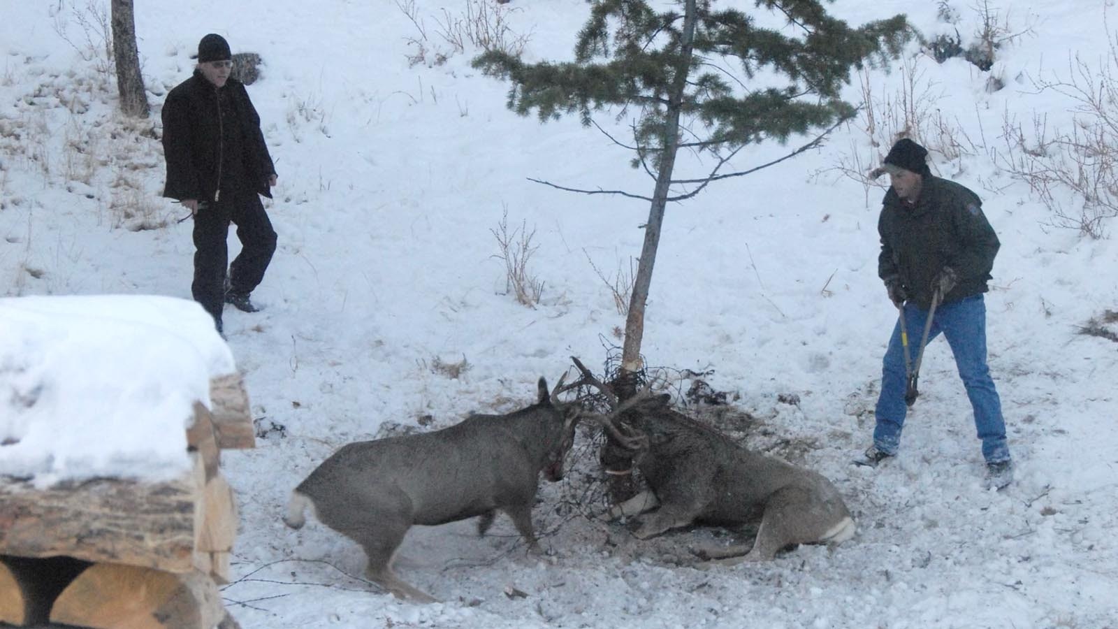 A pair of mule deer bucks got entangled in barbed wire from old fencing on Margie Johnson’s property in 2012. The bucks’ suffering inspired her to push for the removal of barbed wire from her neighborhood, the task was finally done Monday.