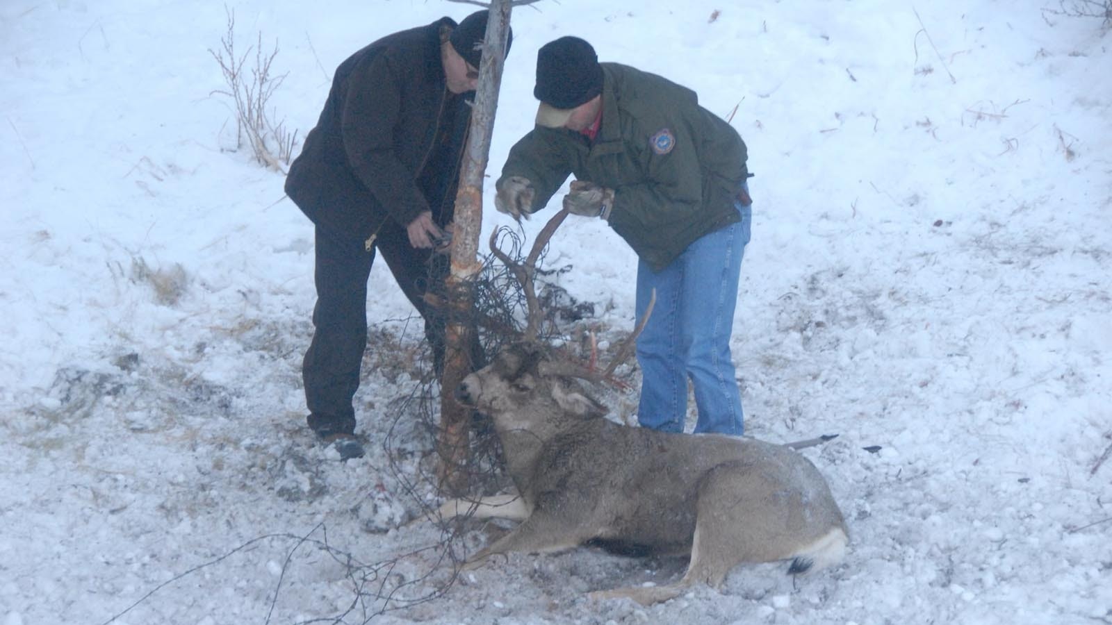 A pair of mule deer bucks got entangled in barbed wire from old fencing on Margie Johnson’s property in 2012. The bucks’ suffering inspired her to push for the removal of barbed wire from her neighborhood, the task was finally done Monday.