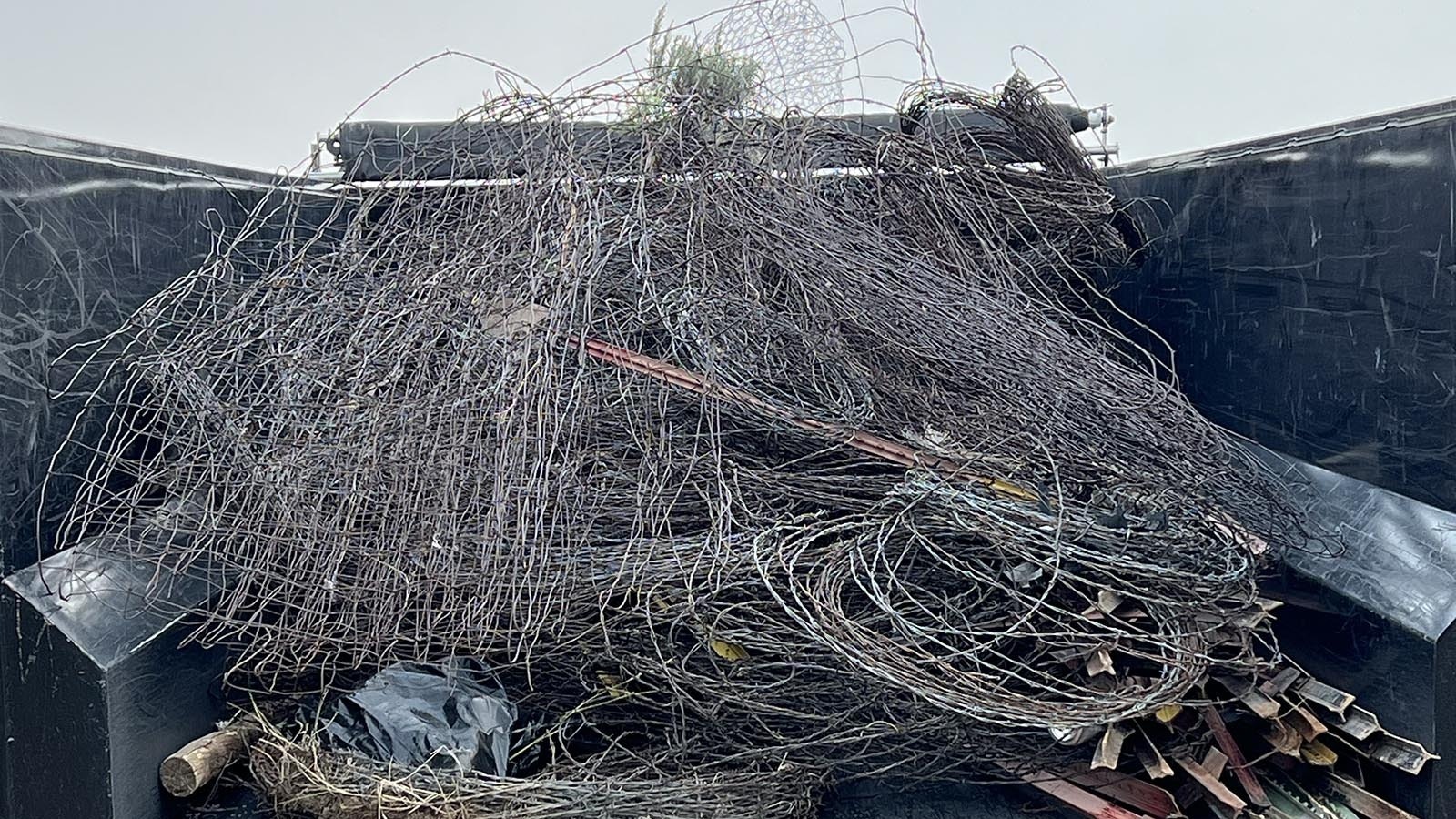 Volunteers removed 3 miles of abandoned barbed wire fencing from a rural subdivision near Cody on Monday. The wire was a hazard for wildlife and pets.