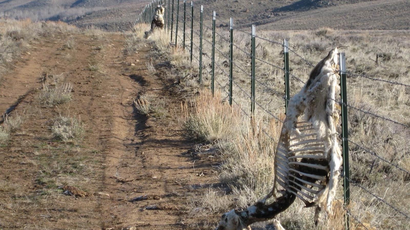 Abandoned or hazardous fences cause the deaths of countless wild animals around Wyoming.