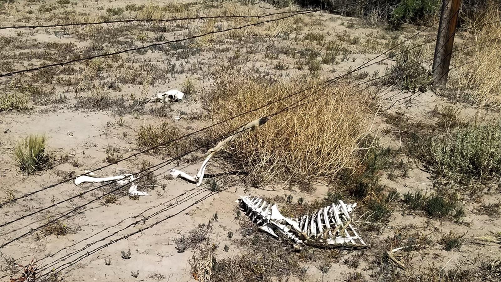 Abandoned or hazardous fences cause the deaths of countless wild animals around Wyoming.