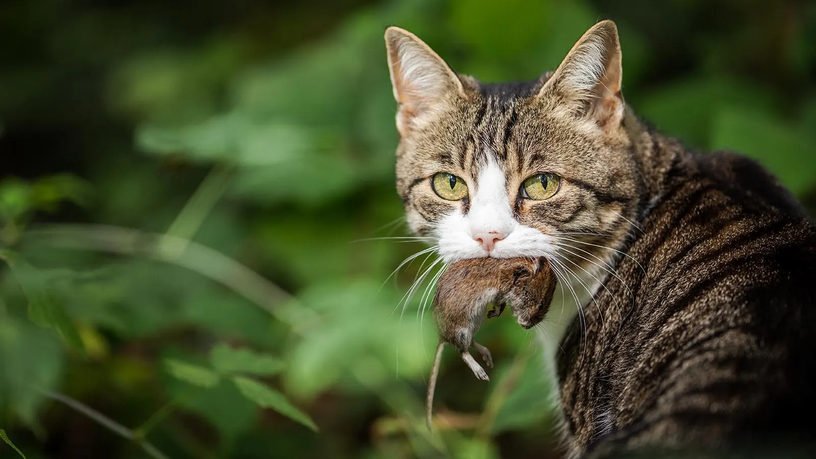Outdoor Cats Are 