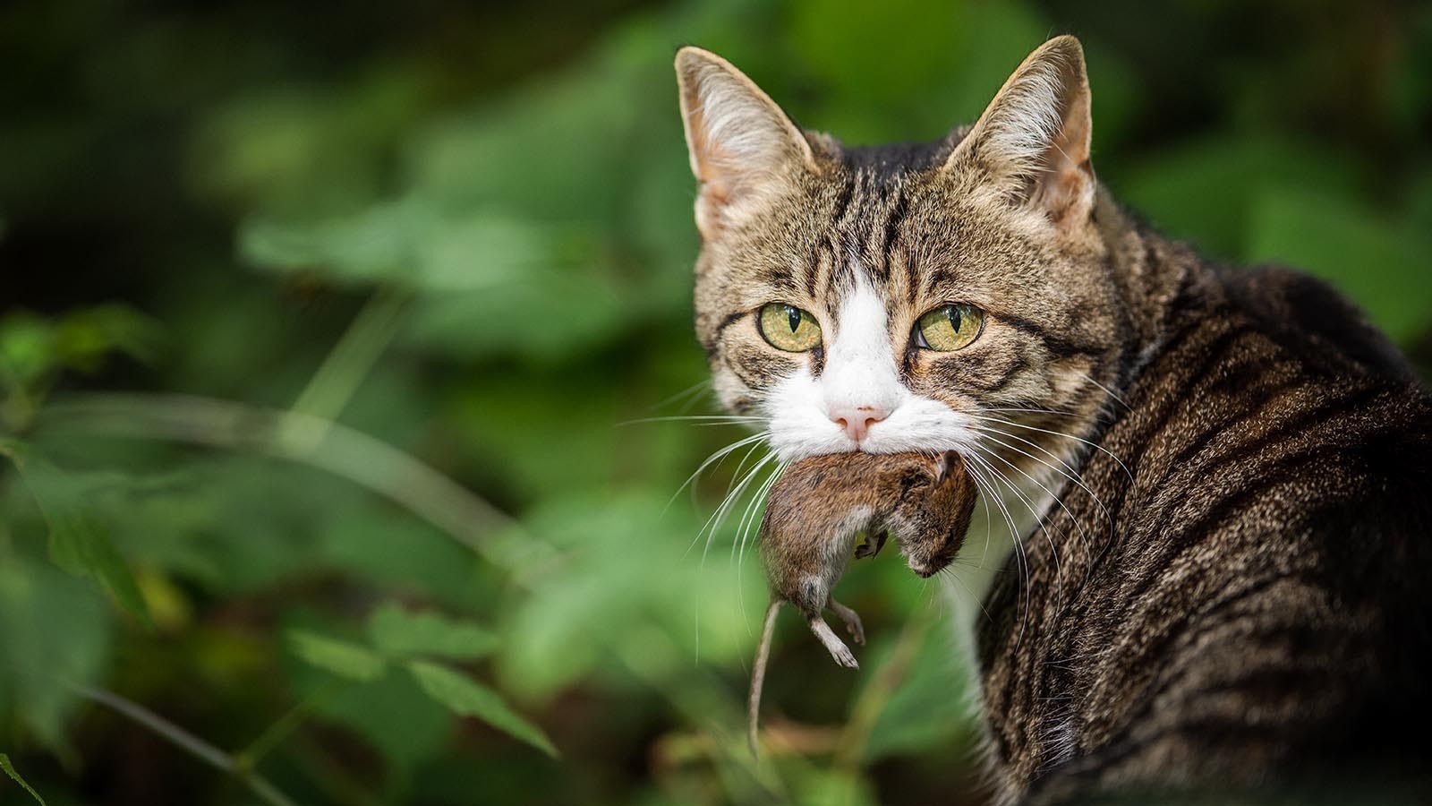 People might think letting their cats out helps their pets live their best kitty lives, but they’re actually murder machines, killing billions of birds and small animals.