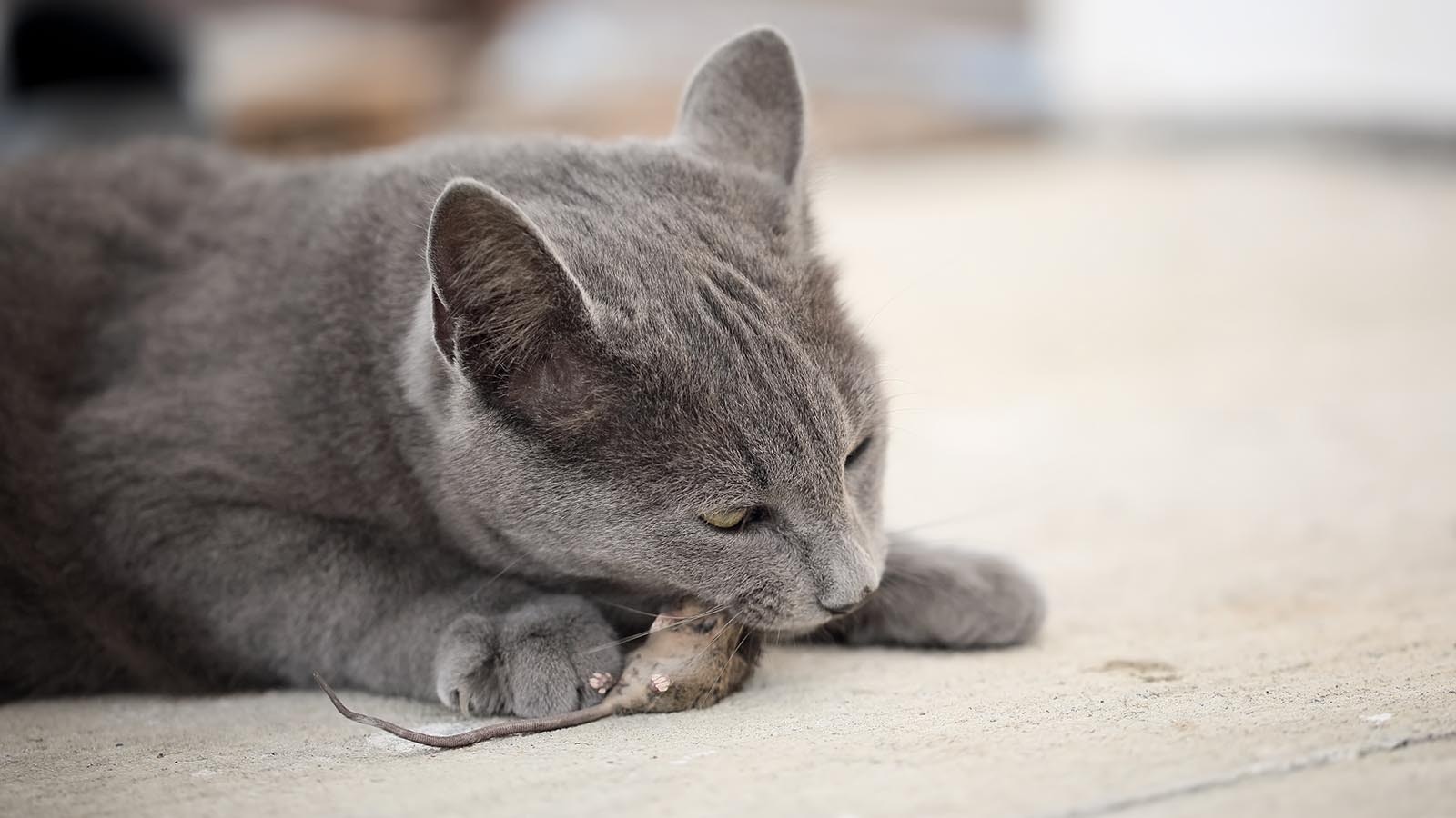 People might think letting their cats out helps their pets live their best kitty lives, but they’re actually murder machines, killing billions of birds and small animals.