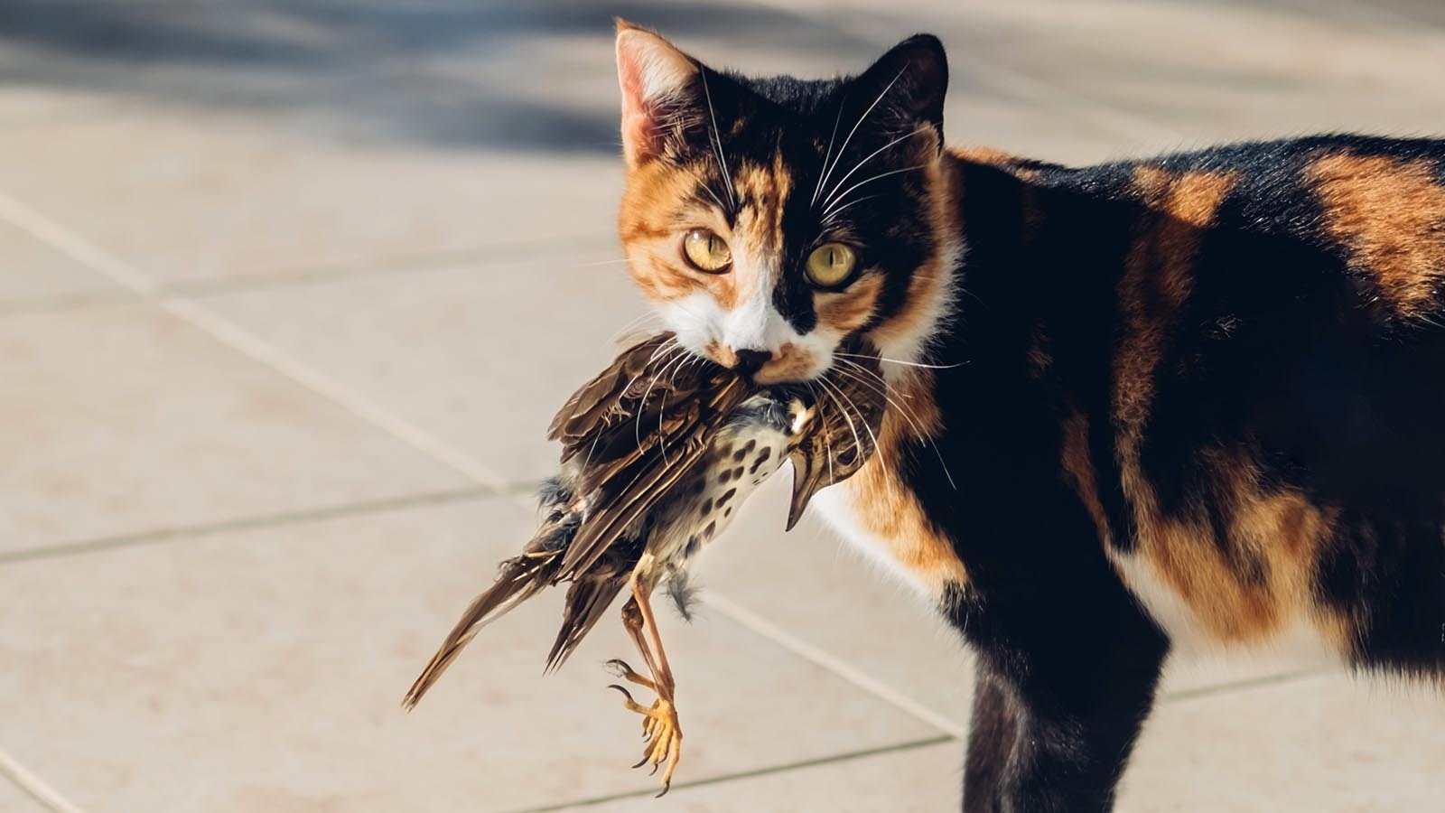 People might think letting their cats out helps their pets live their best kitty lives, but they’re actually murder machines, killing billions of birds and small animals.