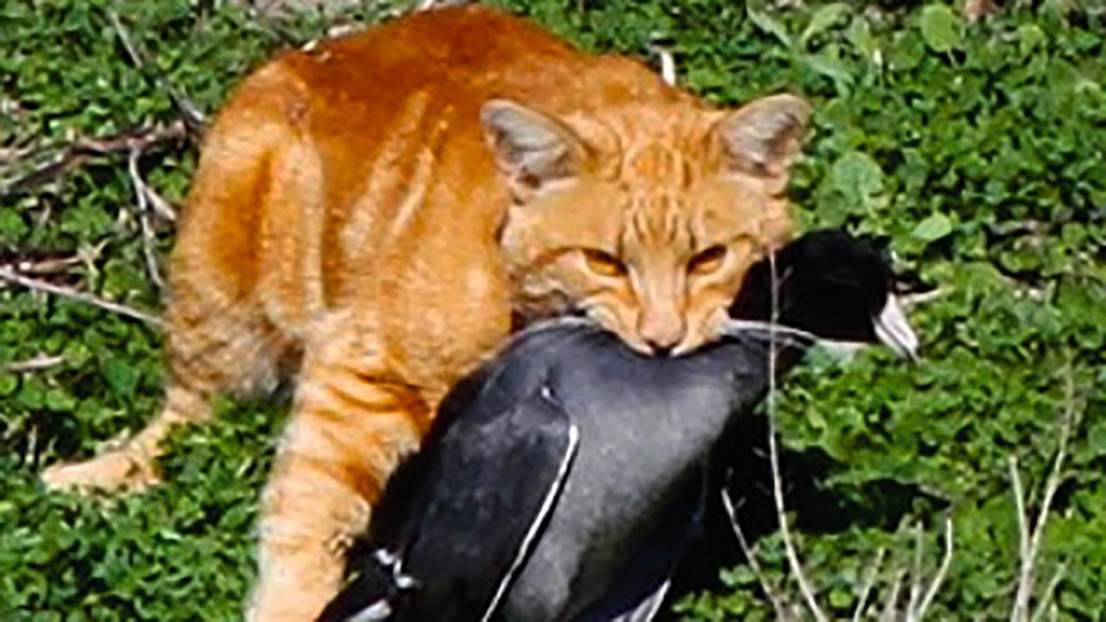 Cats are really good at killing birds, even larger ones, like this American coot.