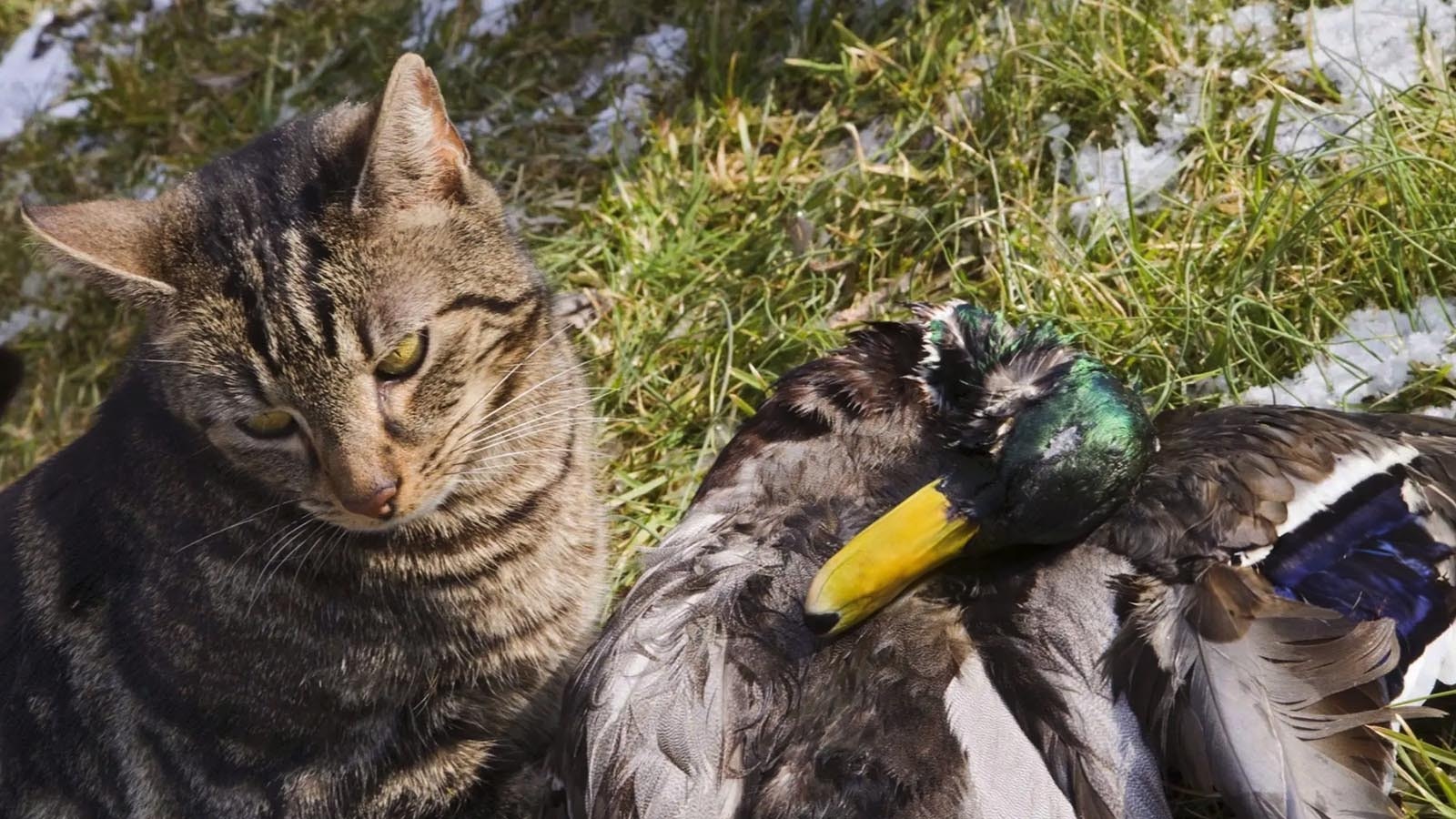 People might think letting their cats out helps their pets live their best kitty lives, but they’re actually murder machines, killing billions of birds and small animals.