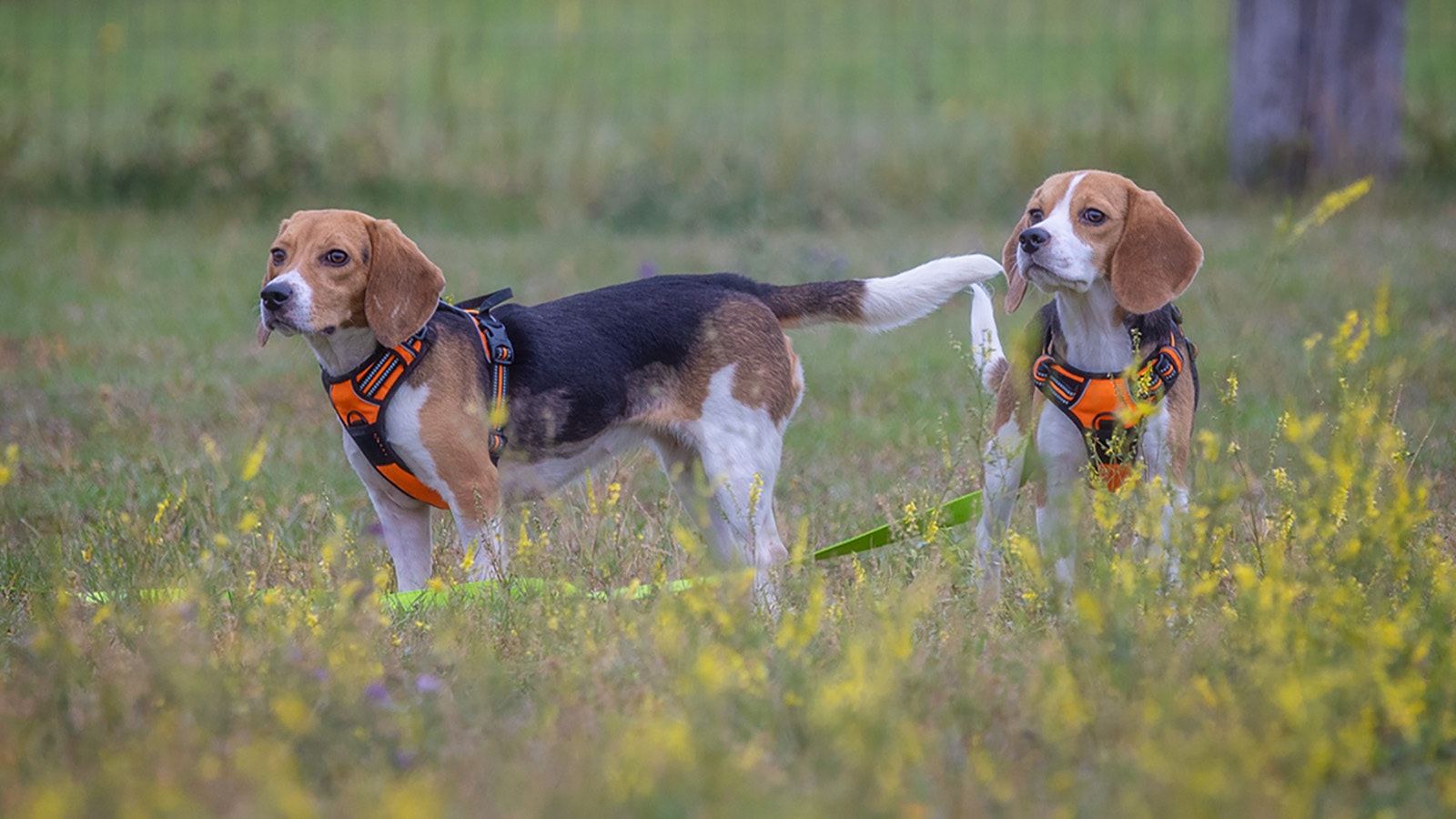 Kindness Ranch in Wyoming rescued 150 beagles from being lab testing animals earlier this year and continues to bring in animals for rehabilitation and adoption.