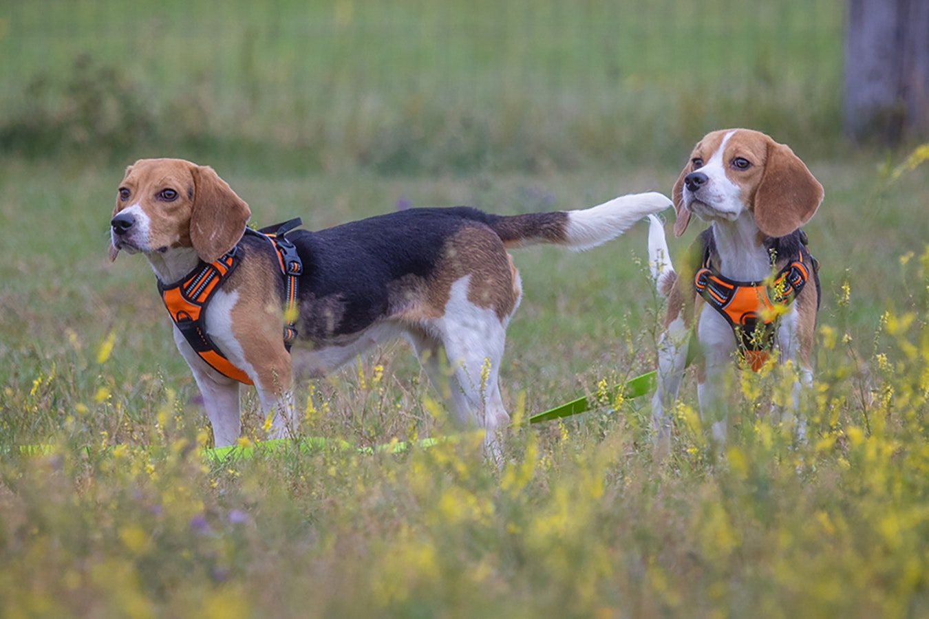 Kindness Ranch in Wyoming rescued 150 beagles from being lab testing animals earlier this year and continues to bring in animals for rehabilitation and adoption.