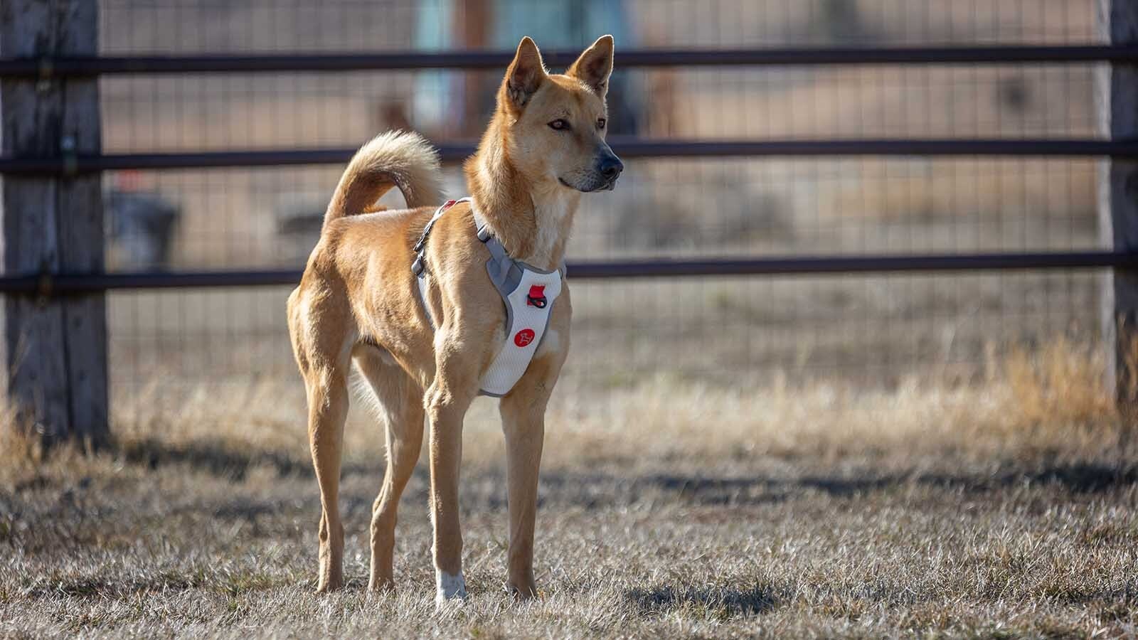 Lucky is one of 10 rescued dogs out of 70 to have been rescued out of the West Bank and sent to the Kindness Ranch.
