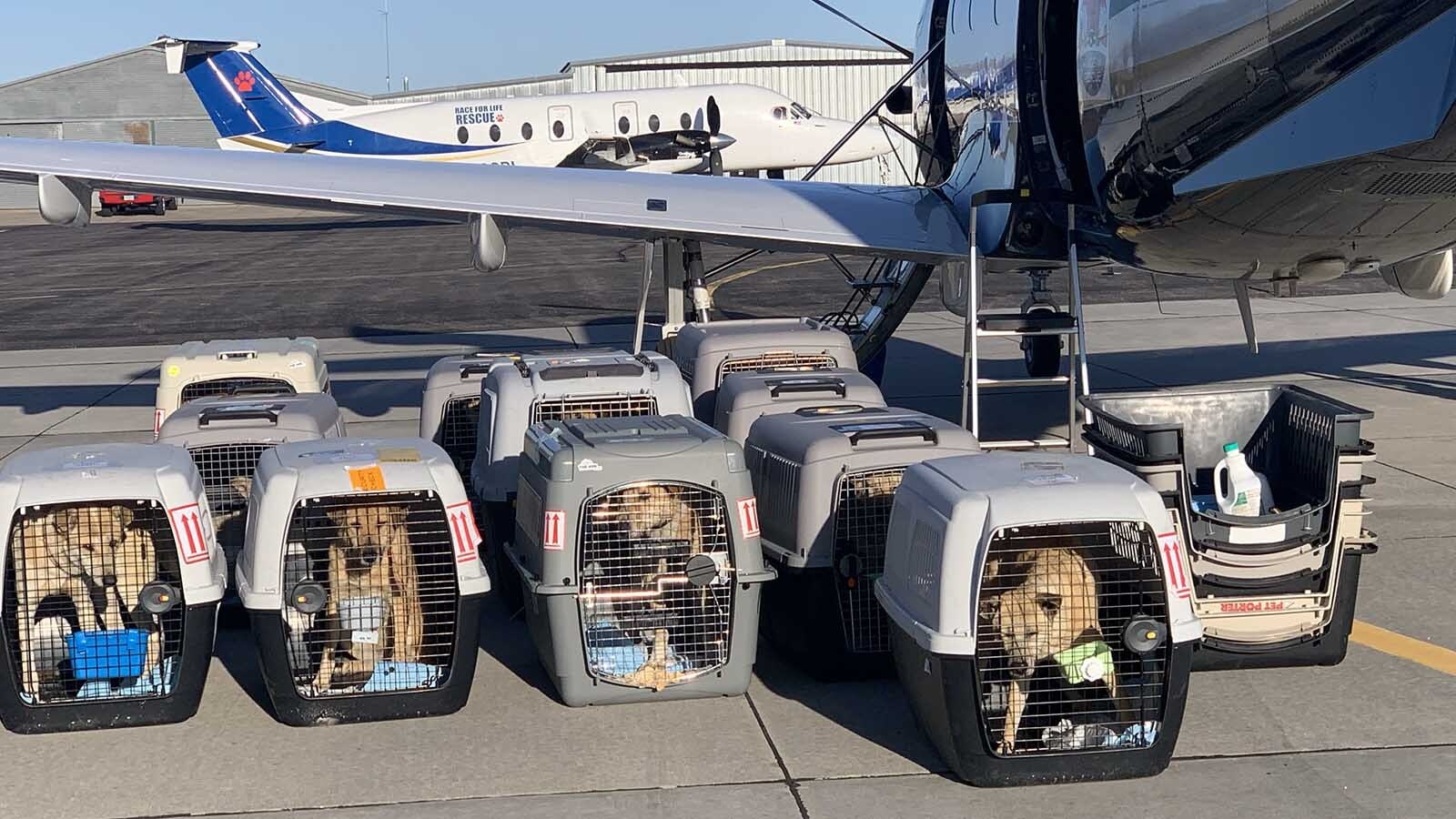 The 10 refugee dogs of all breeds wait on the Tarmac at JFK Airport in New York to board a private charter plane to Wyoming last Sunday.