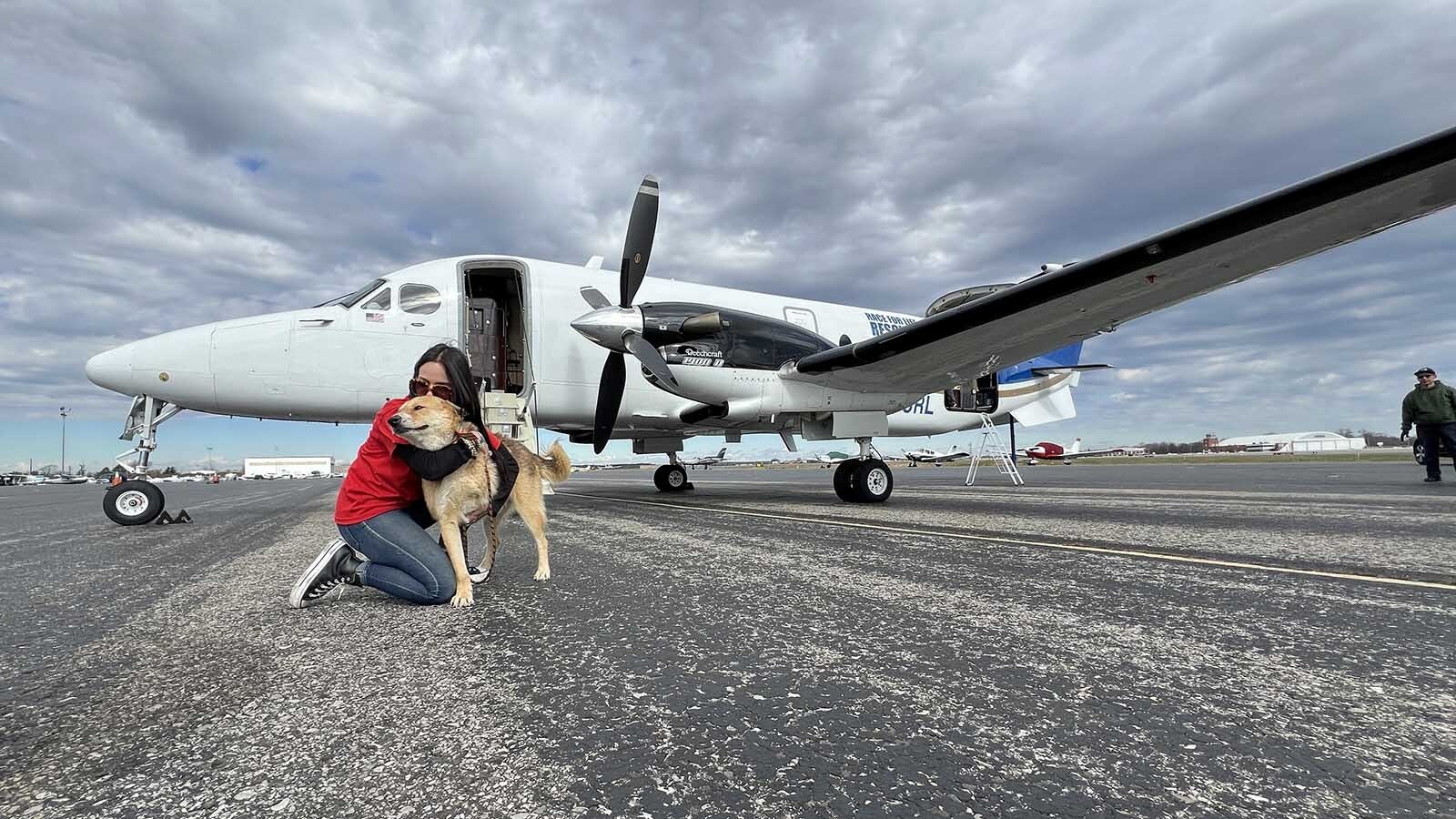 Volunteers from animal rescues all over the country worked with the Society for the Prevention of Cruelty of Animals (SPCA) International to find homes for the 70 rescued dogs.